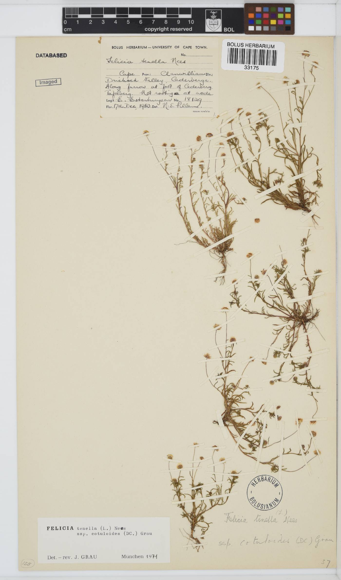 Felicia tenella image