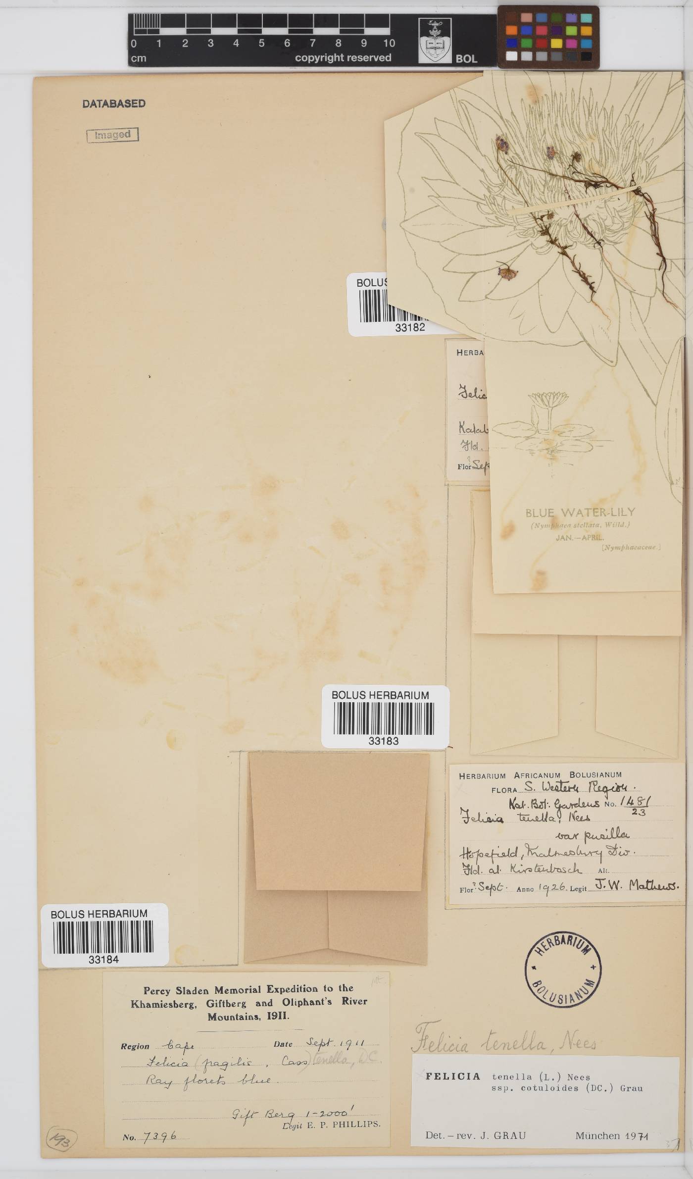 Felicia tenella subsp. cotuloides image