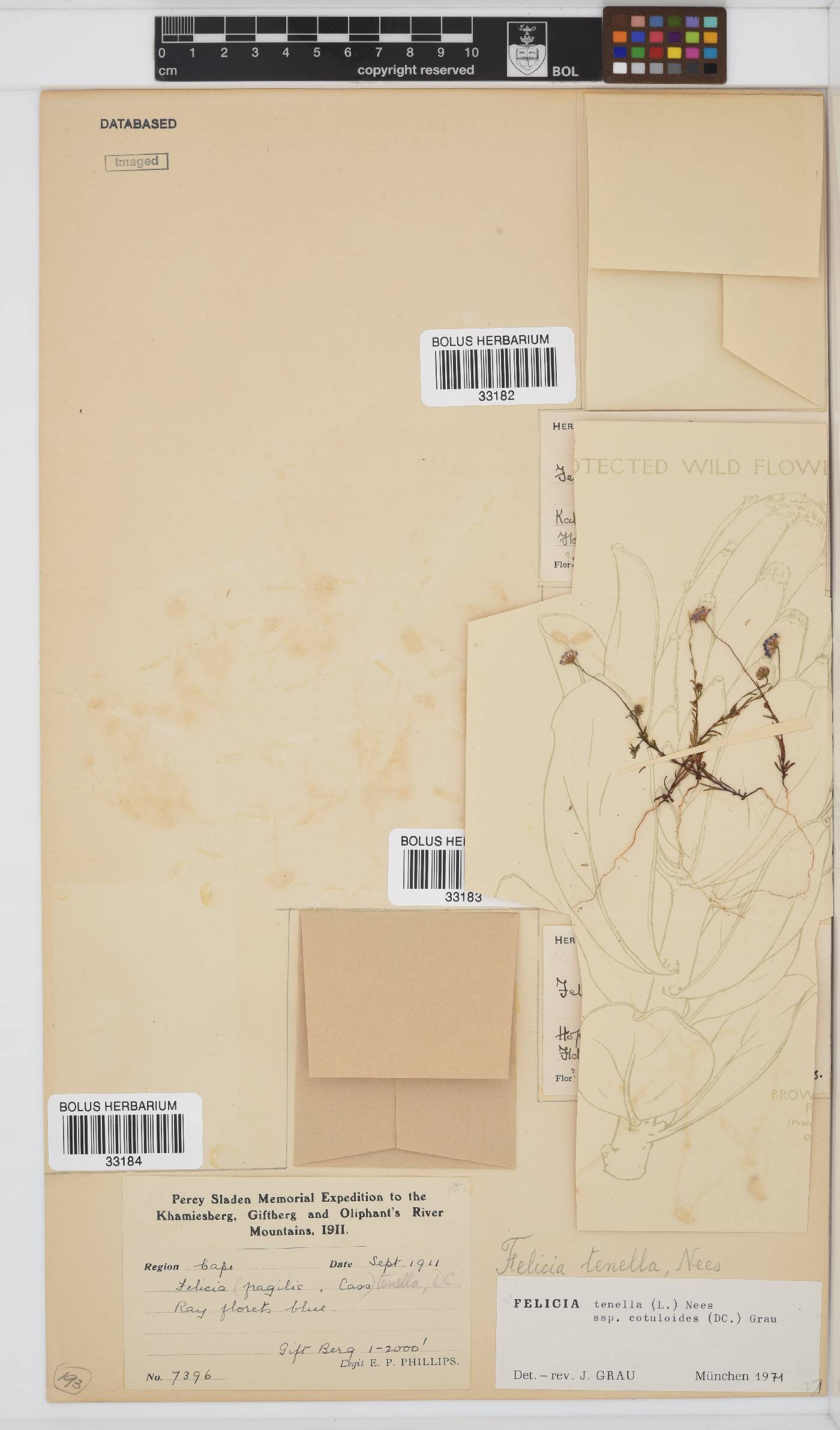 Felicia tenella subsp. cotuloides image