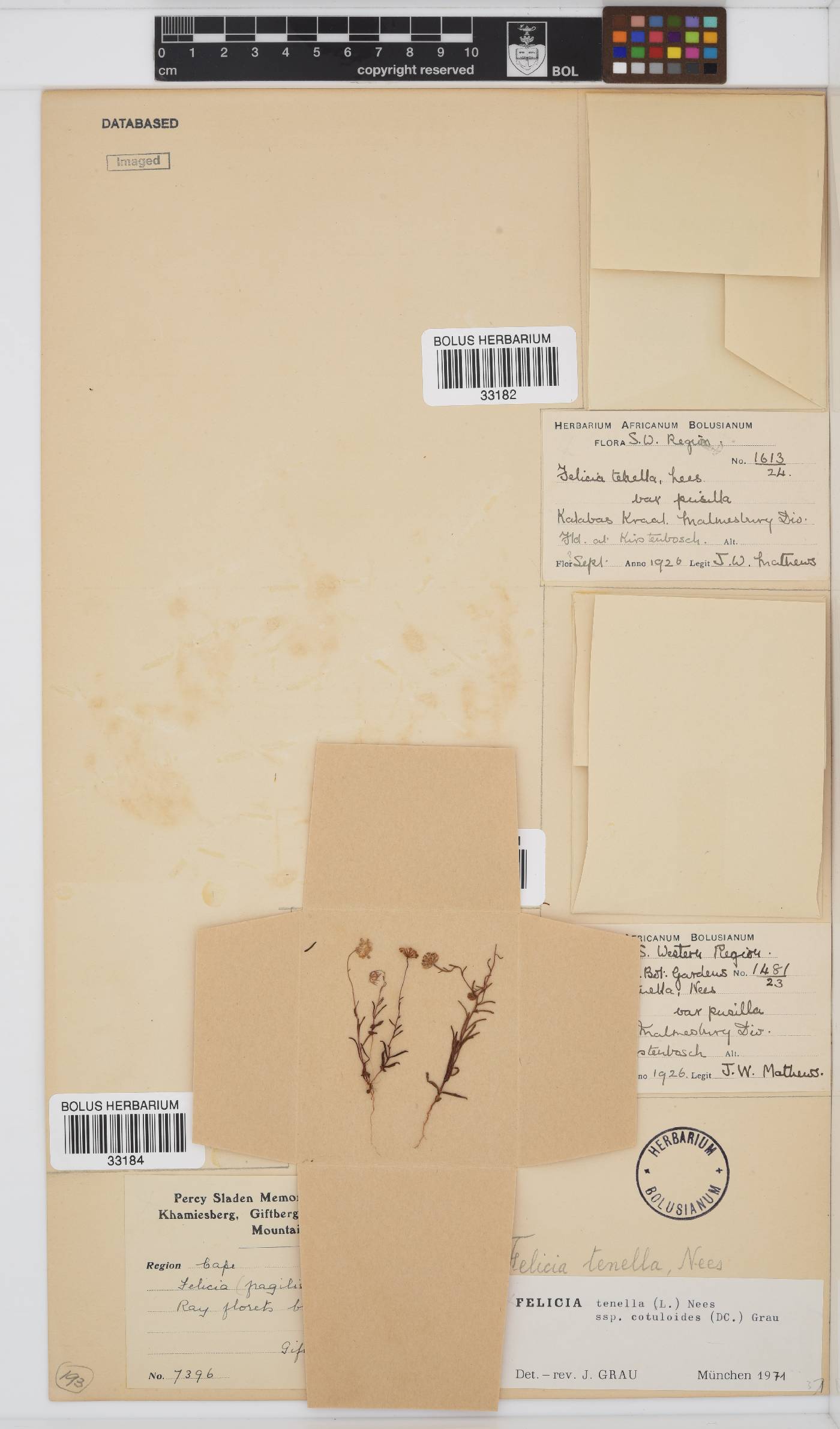 Felicia tenella subsp. cotuloides image
