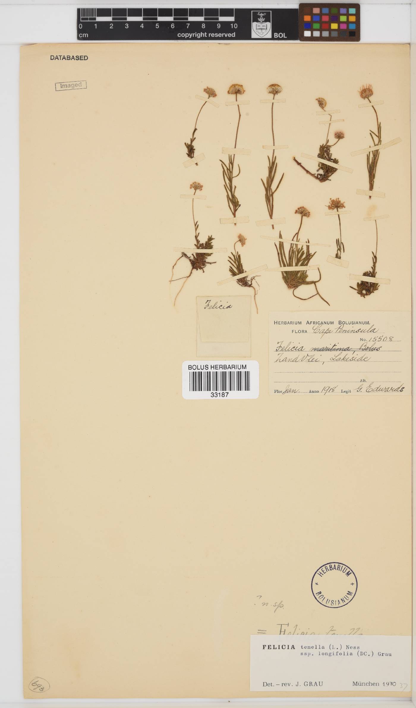 Felicia tenella subsp. longifolia image