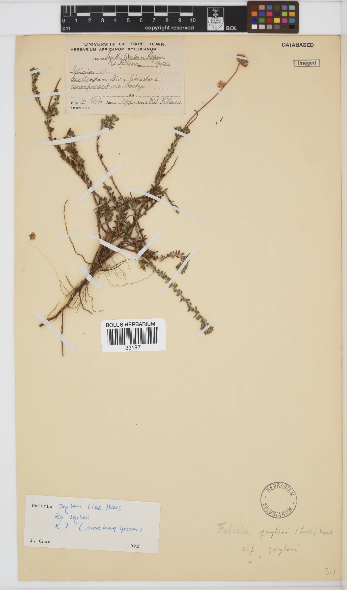 Felicia zeyheri subsp. zeyheri image