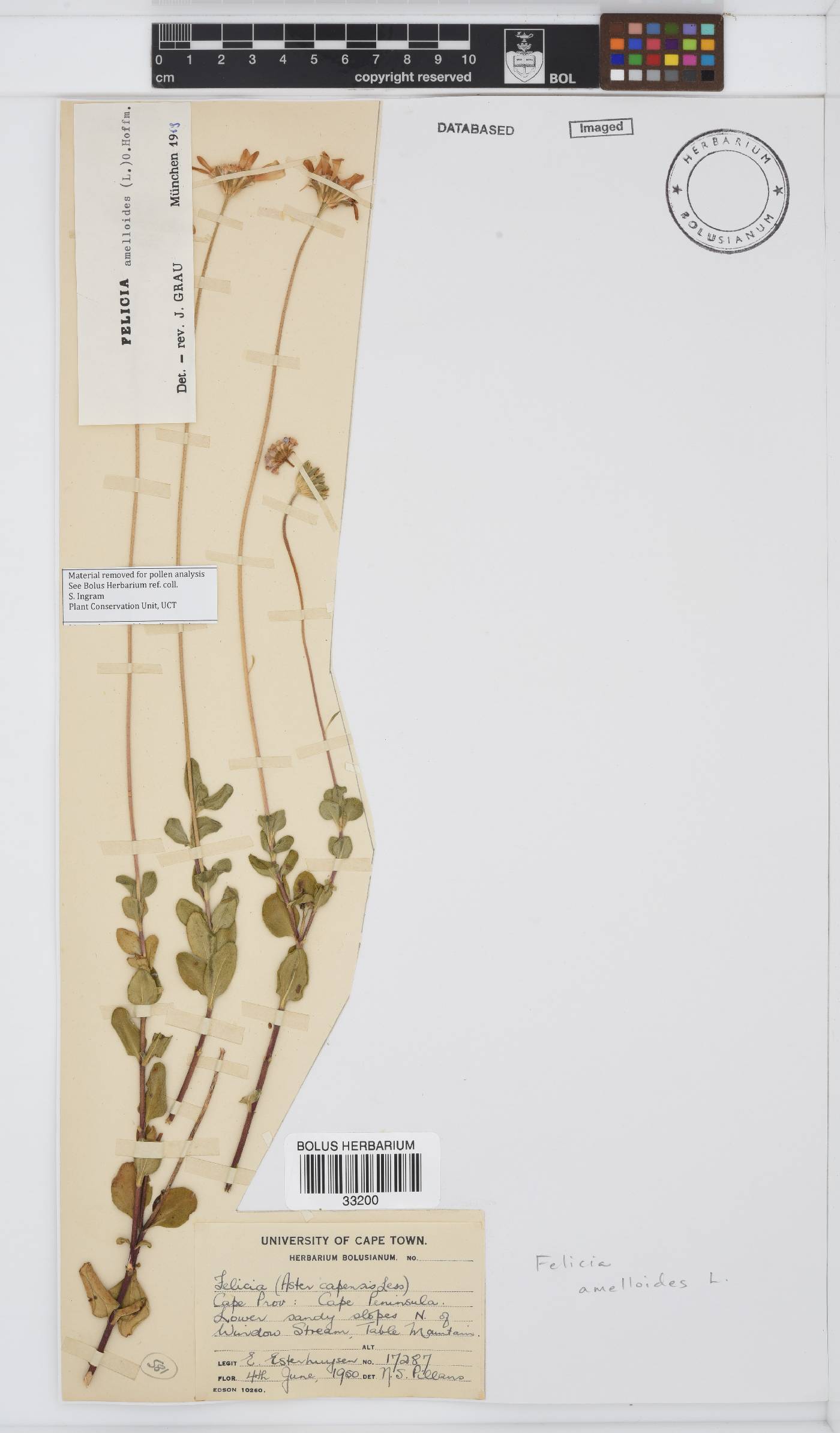 Felicia amelloides image