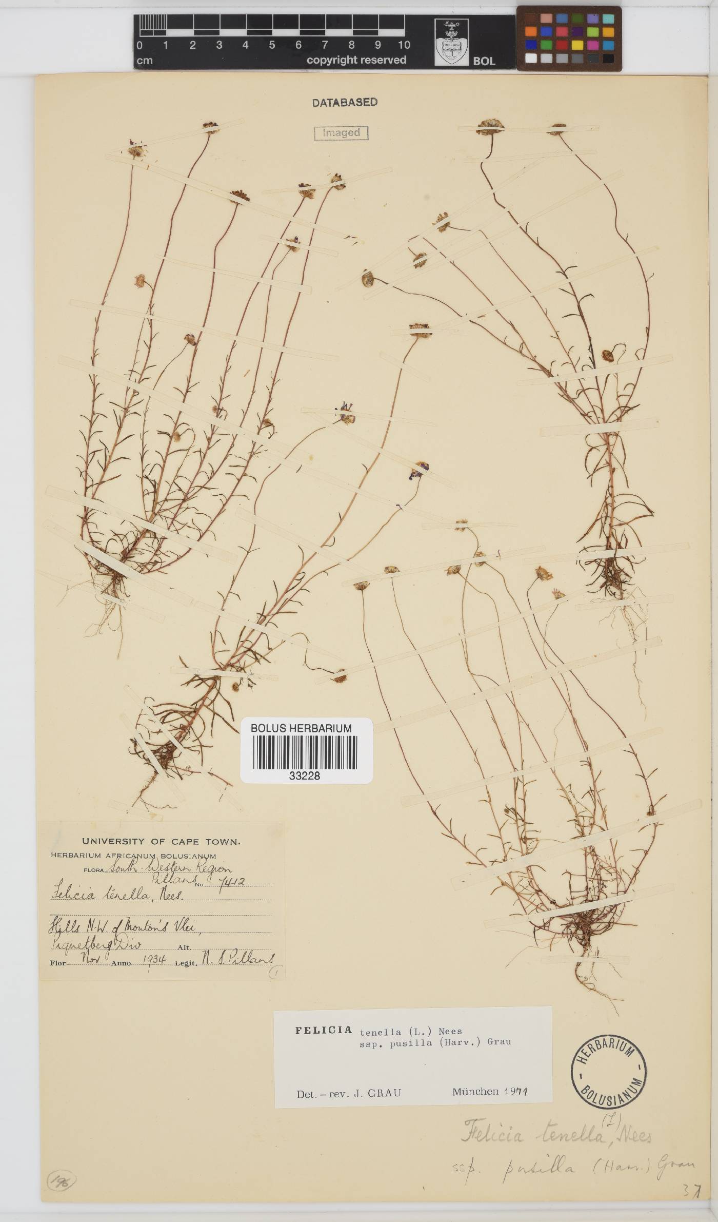 Felicia tenella subsp. pusilla image