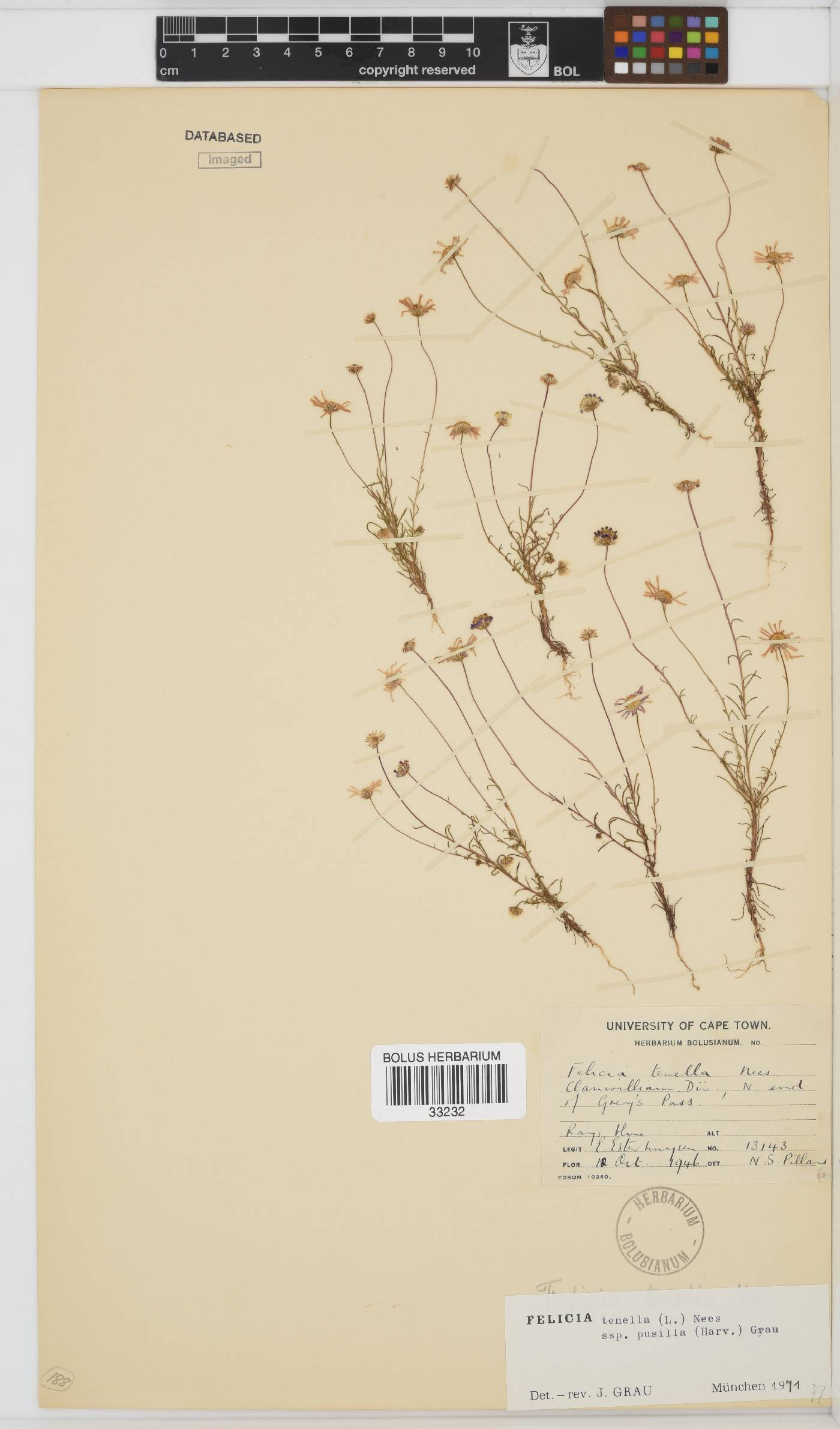 Felicia tenella subsp. pusilla image