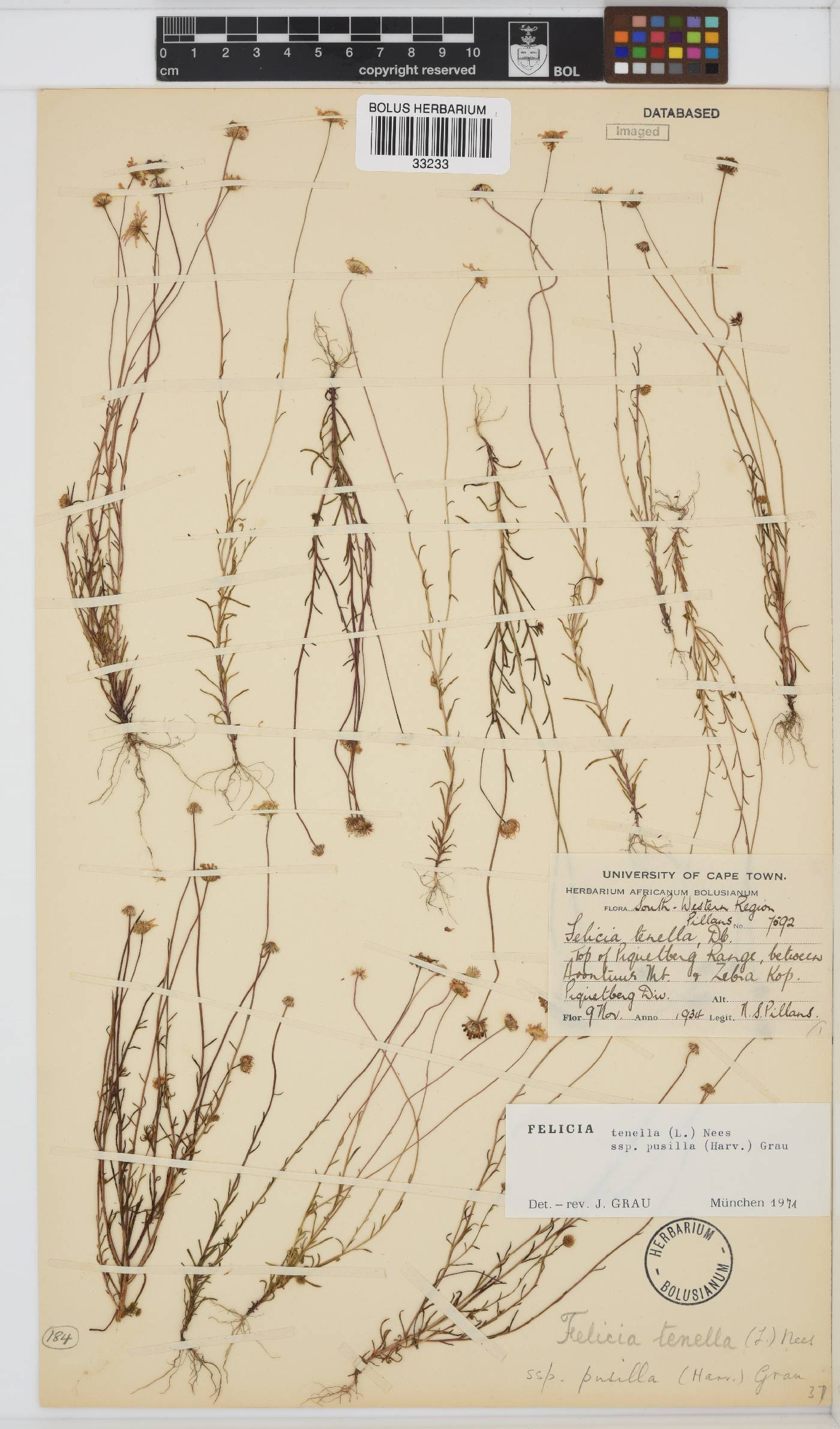 Felicia tenella subsp. pusilla image