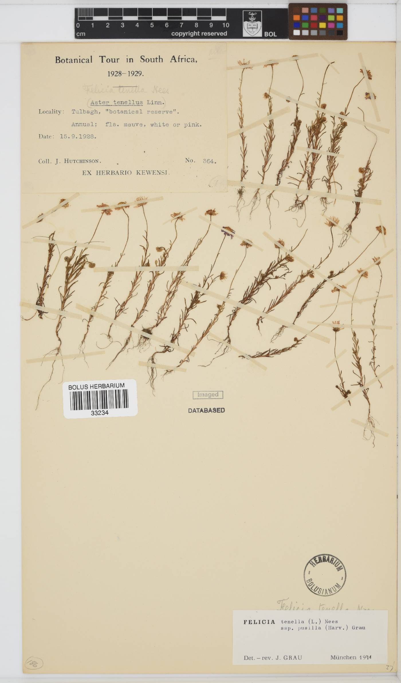 Felicia tenella subsp. pusilla image