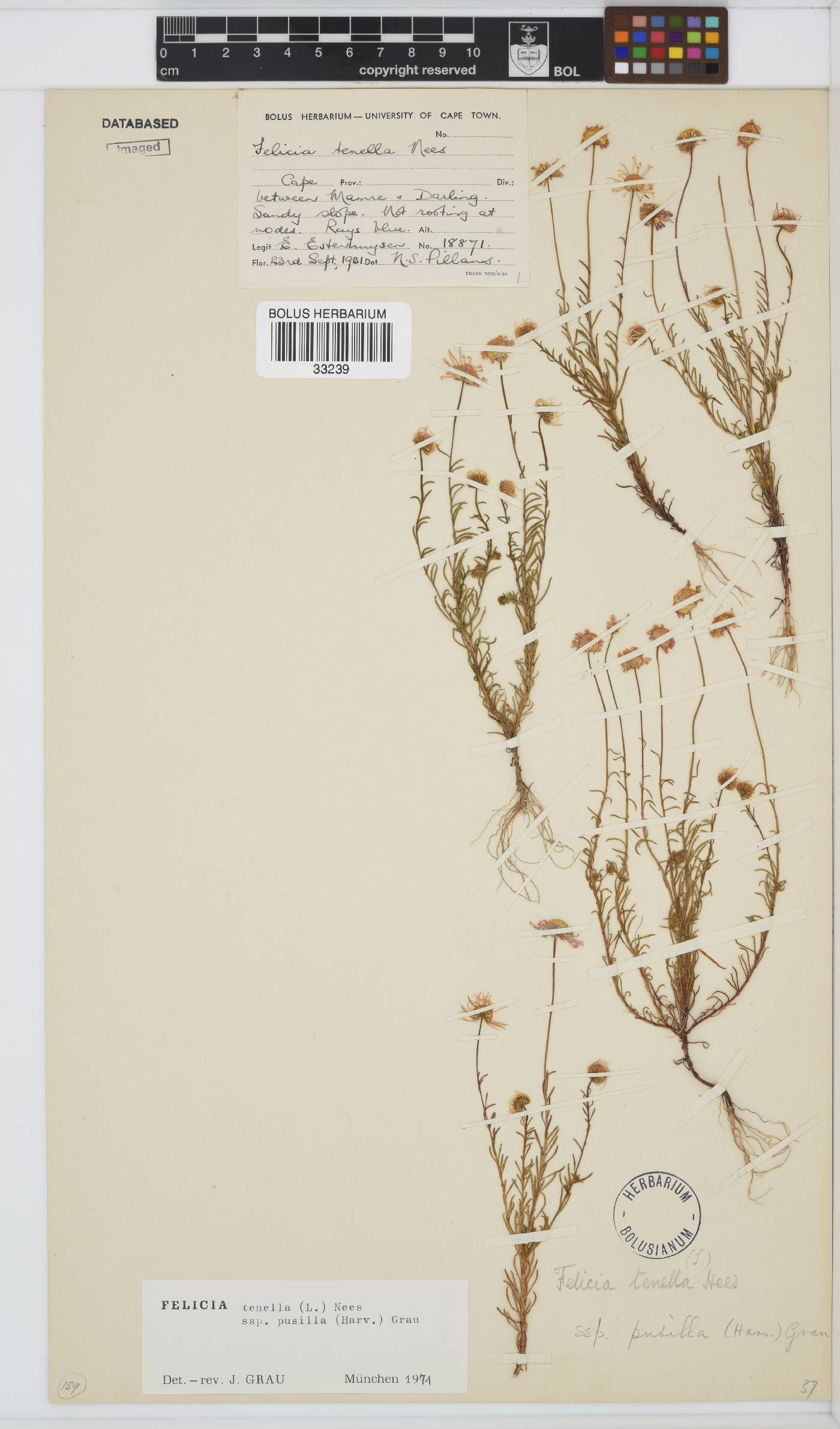 Felicia tenella subsp. pusilla image