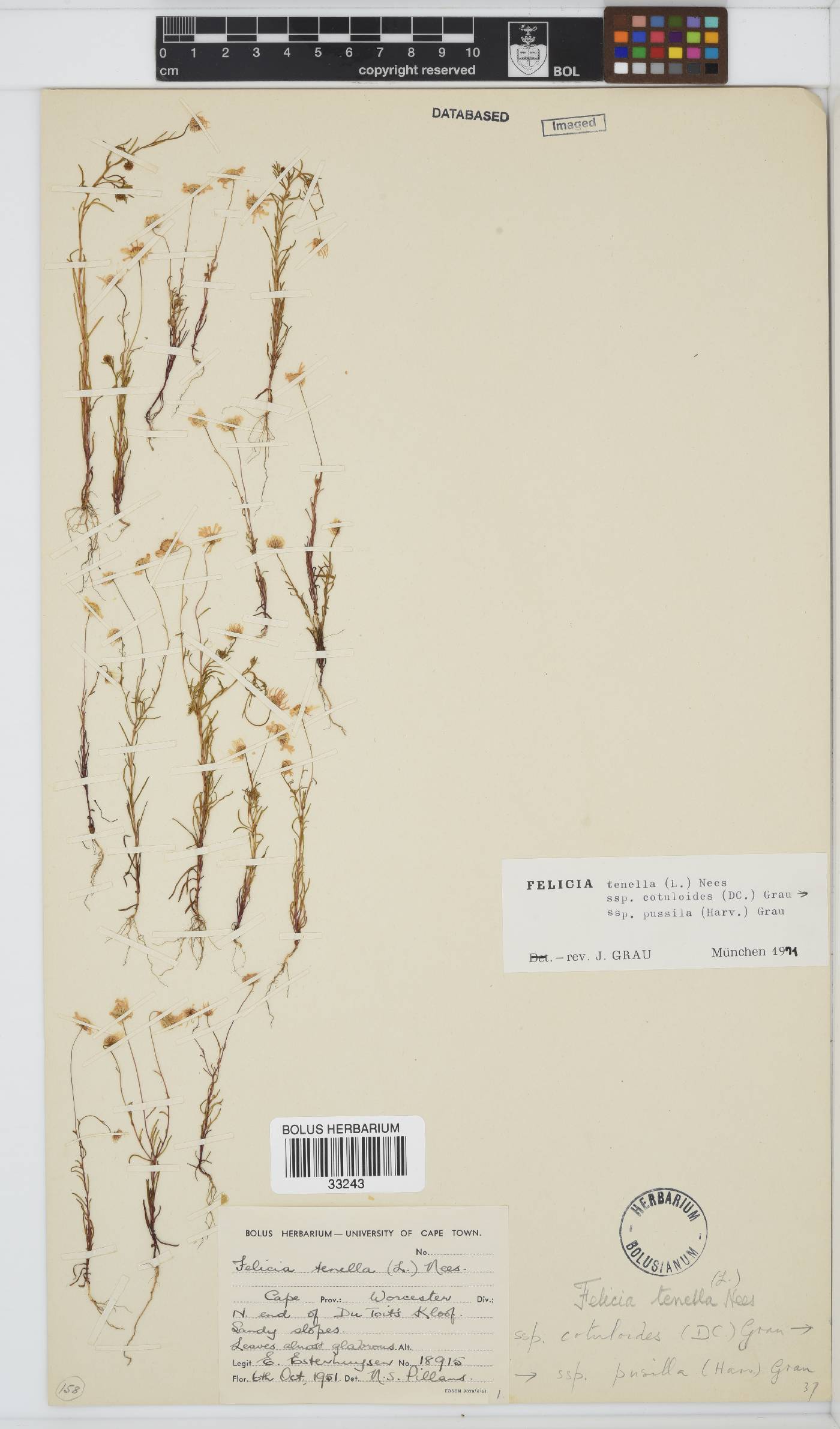 Felicia tenella subsp. cotuloides image