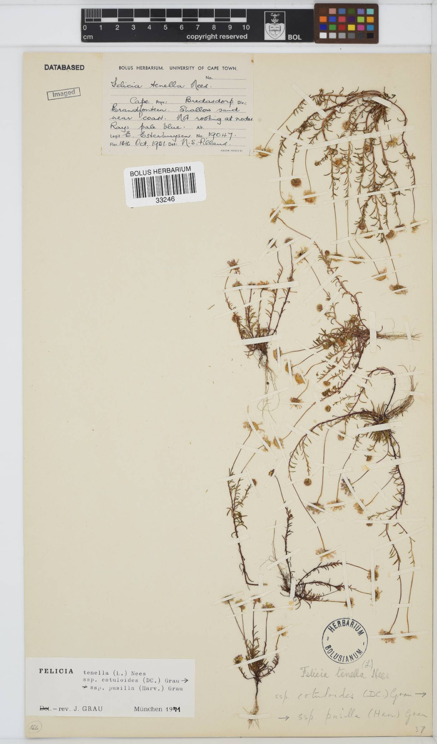 Felicia tenella subsp. cotuloides image