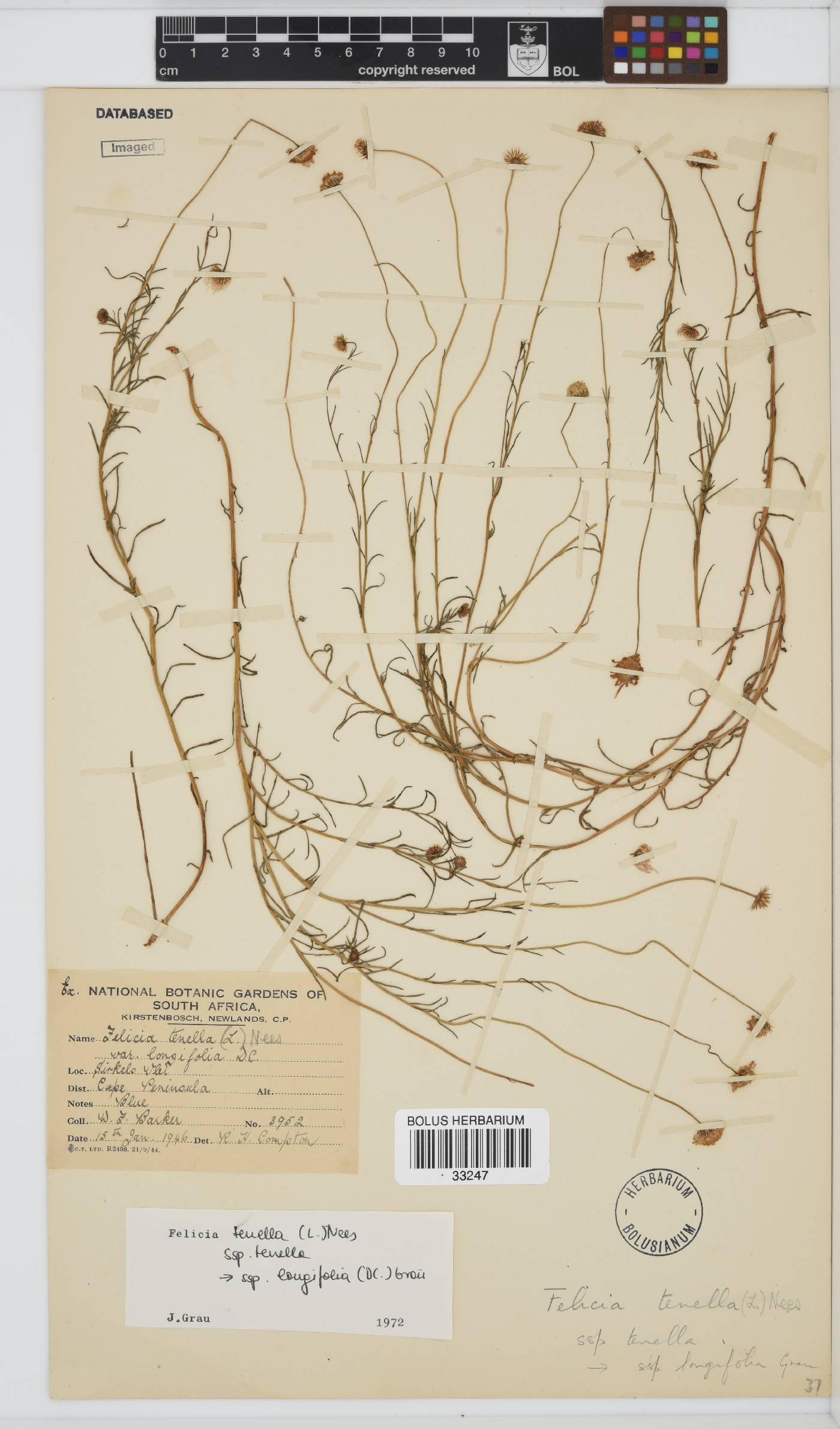 Felicia tenella subsp. tenella image