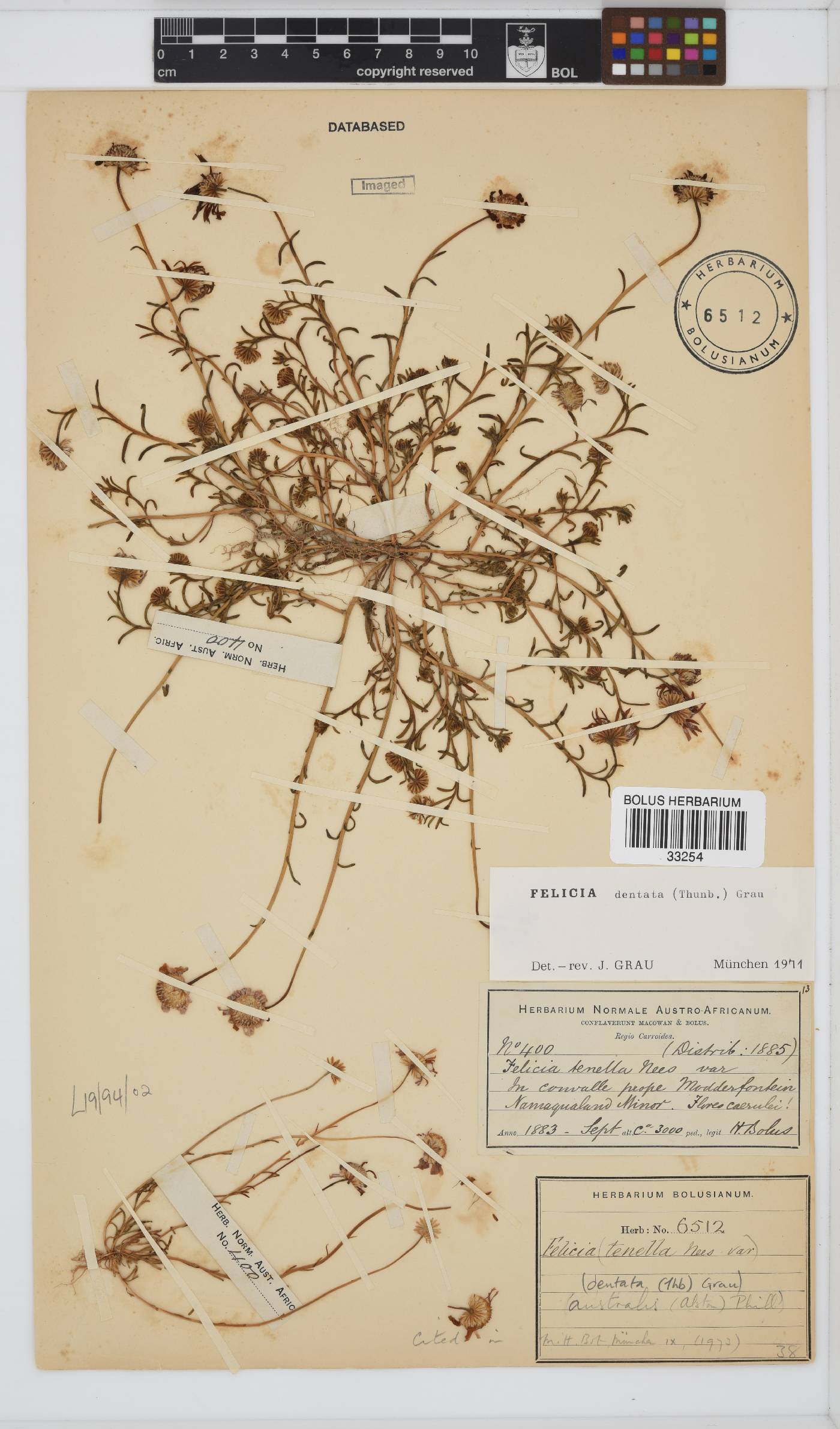 Felicia australis image