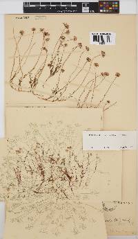 Felicia australis image