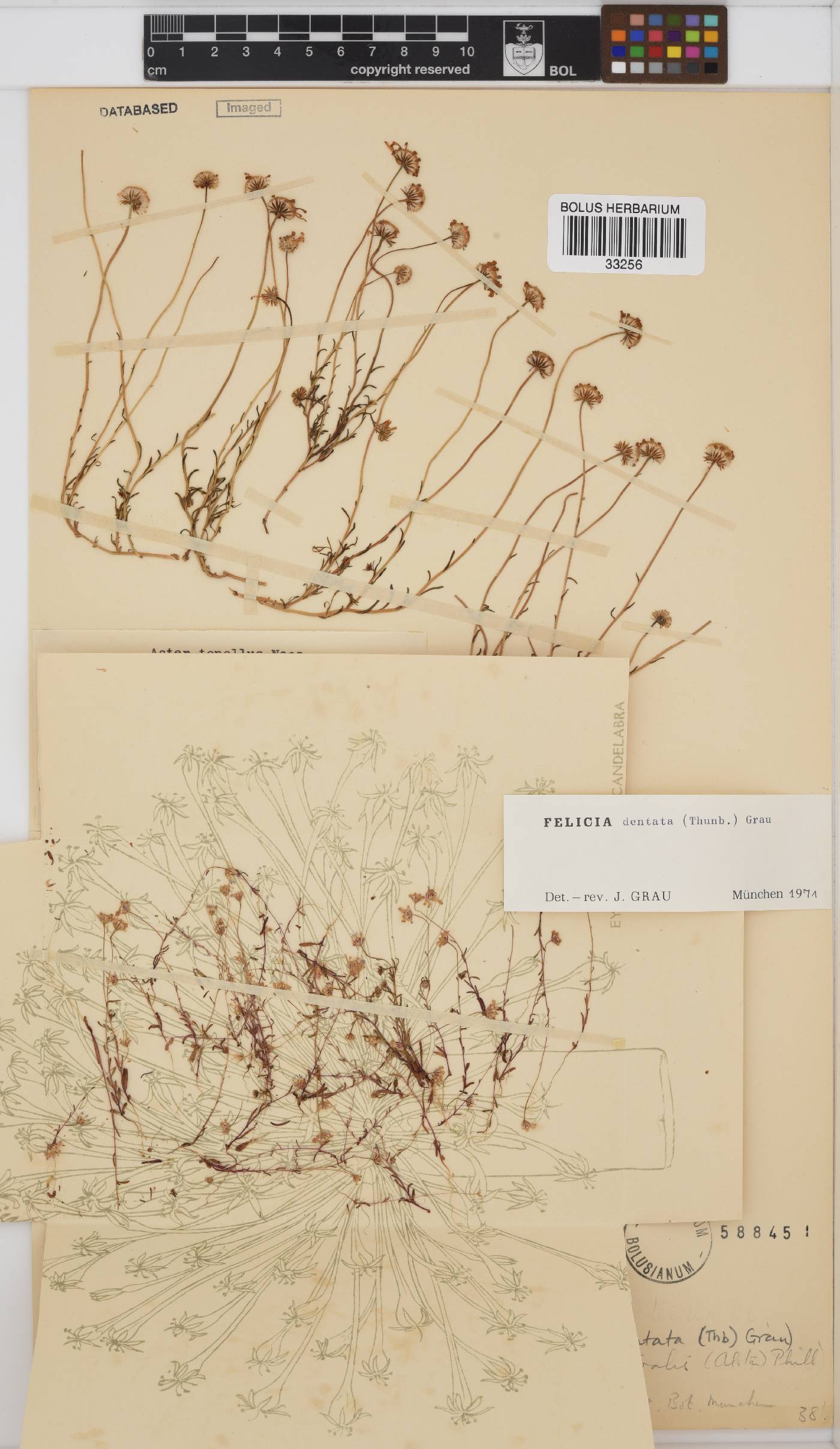 Felicia australis image