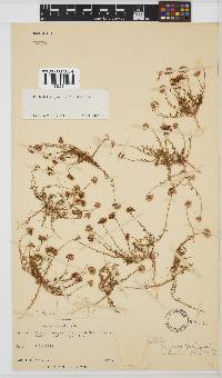 Felicia australis image