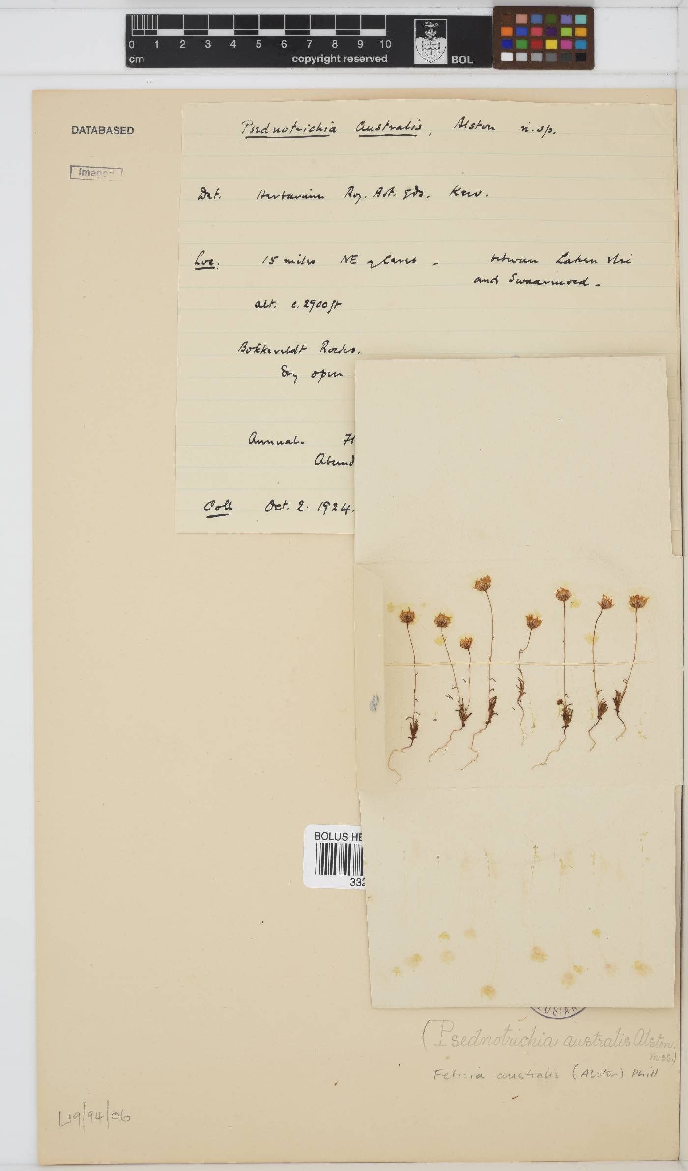 Felicia australis image