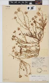 Felicia australis image