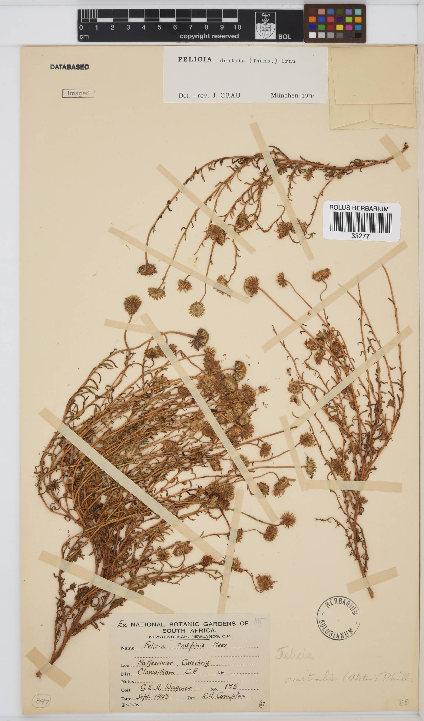 Felicia australis image
