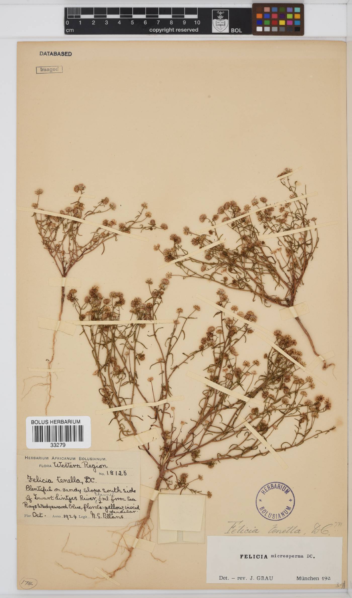 Felicia microsperma image