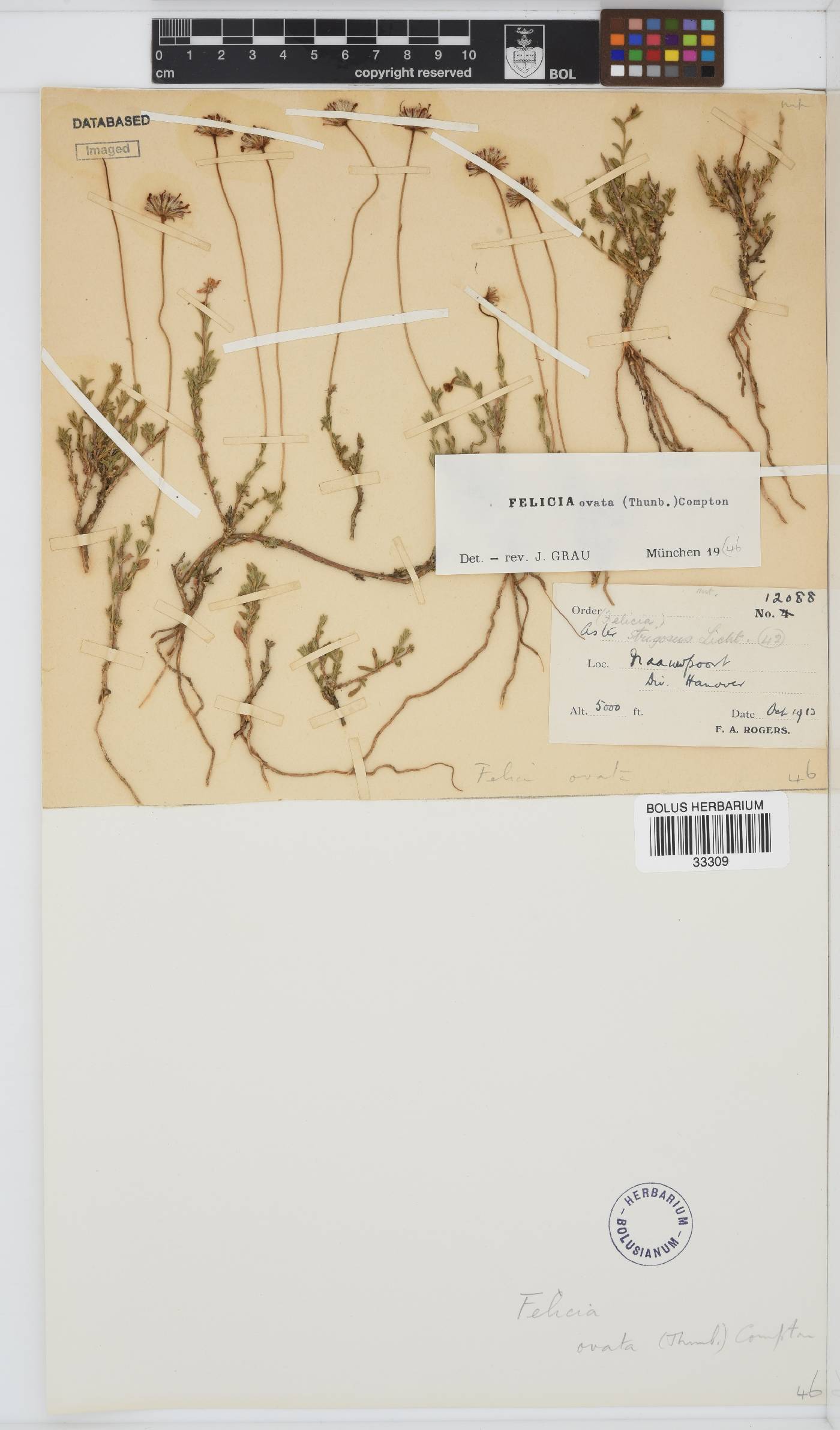 Felicia ovata image