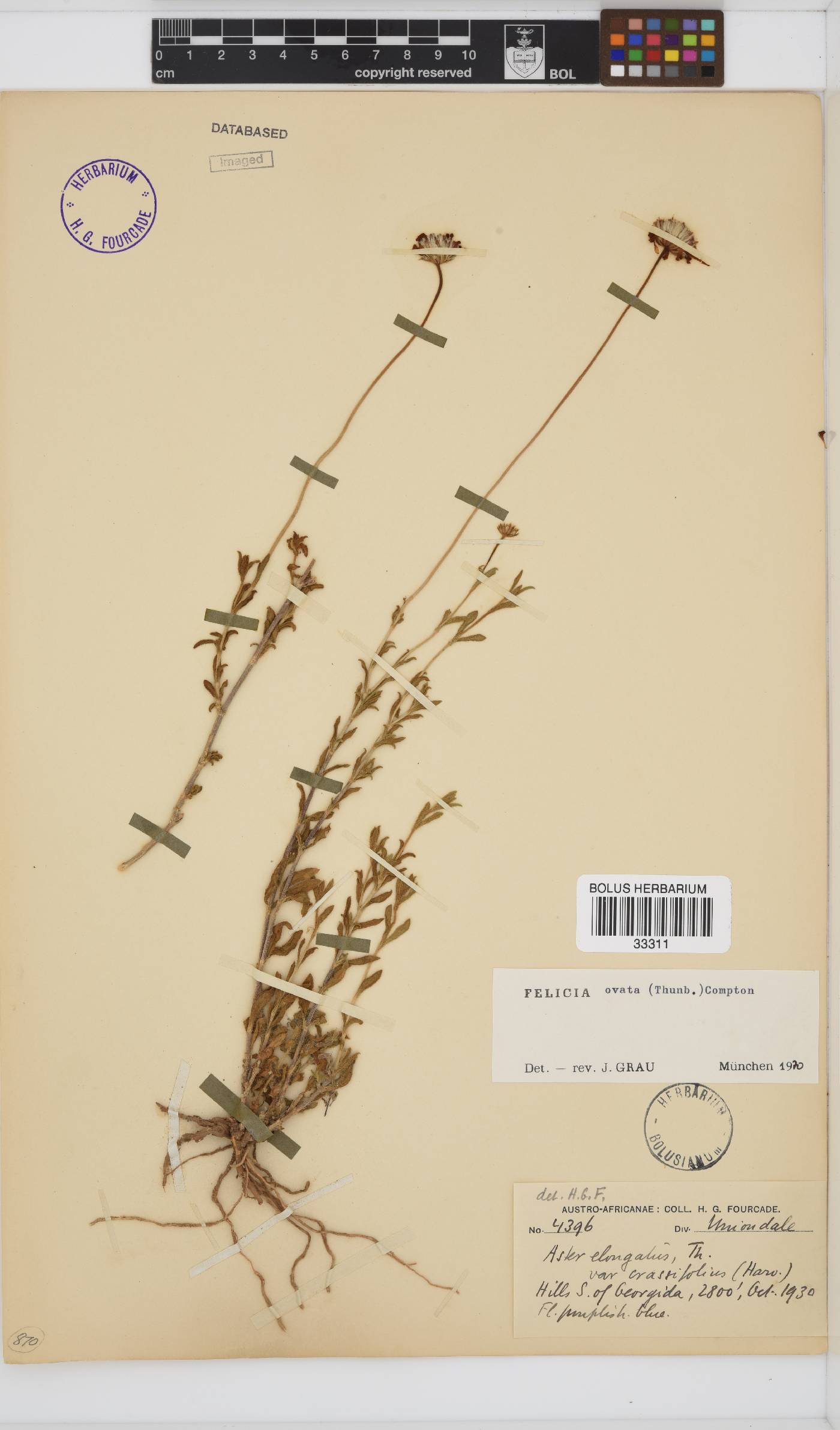 Felicia ovata image