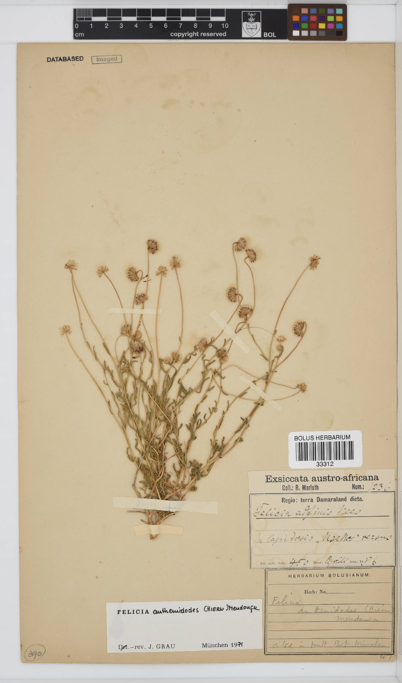 Felicia anthemidodes image