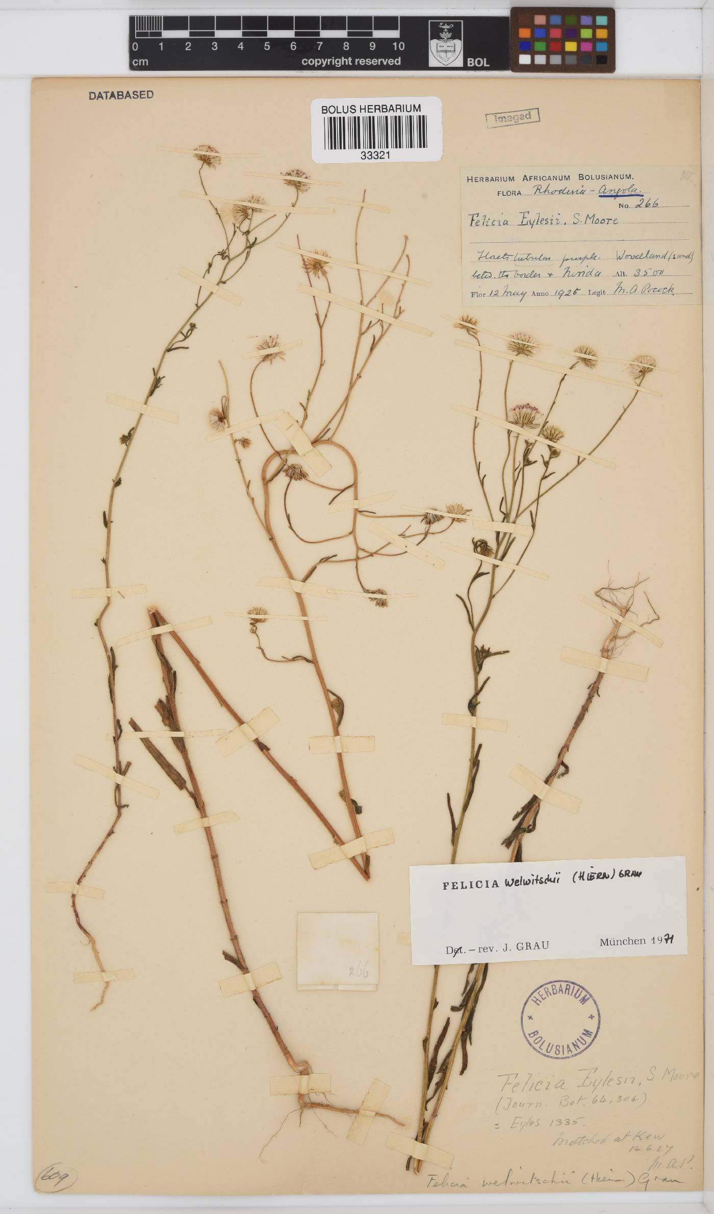 Felicia welwitschii image