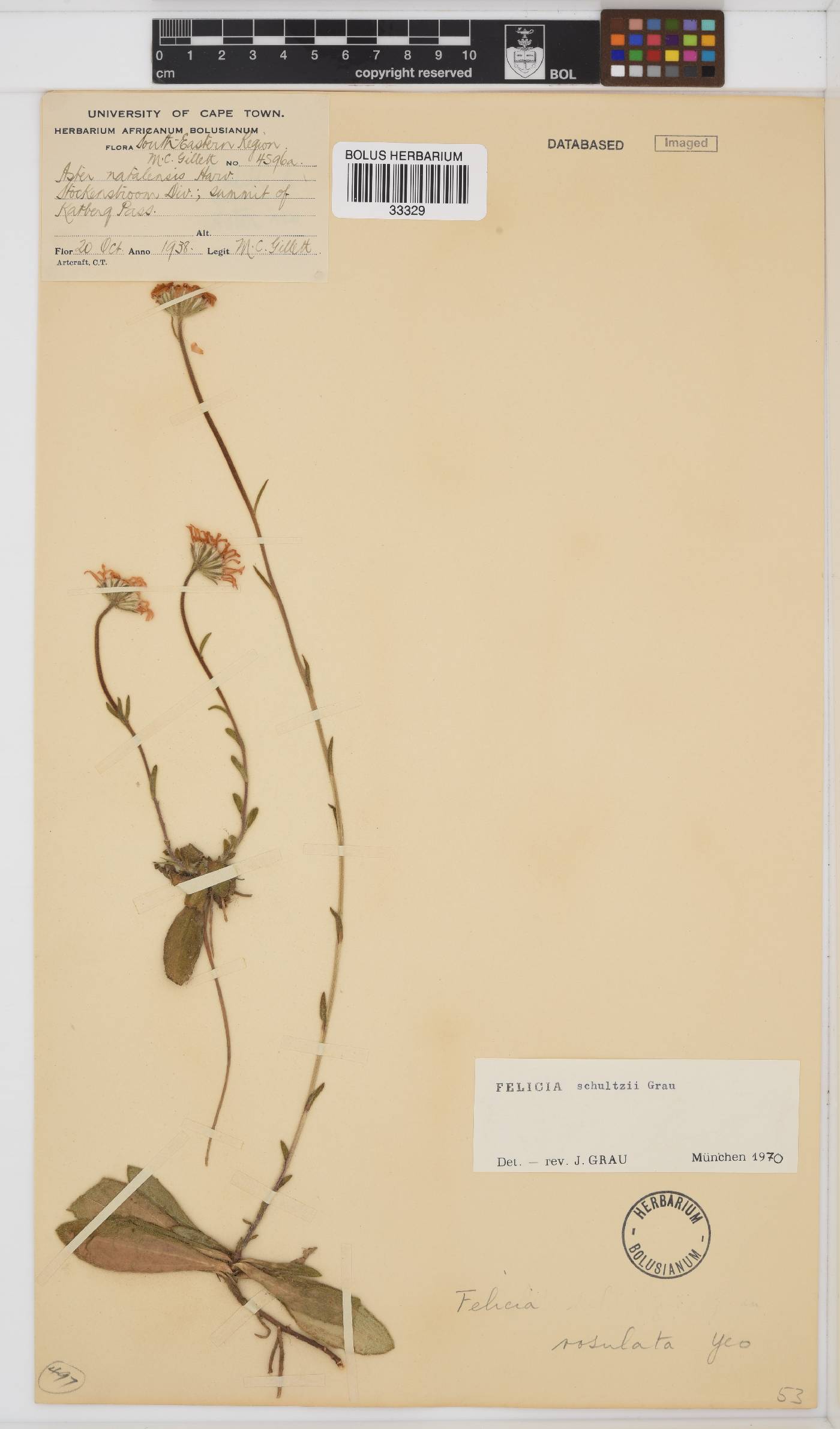 Felicia rosulata image