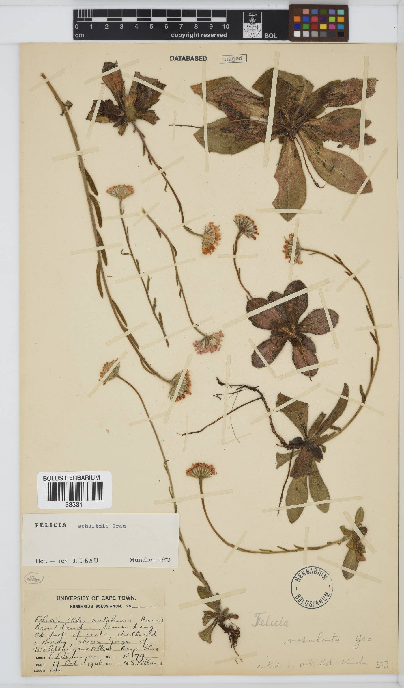 Felicia rosulata image