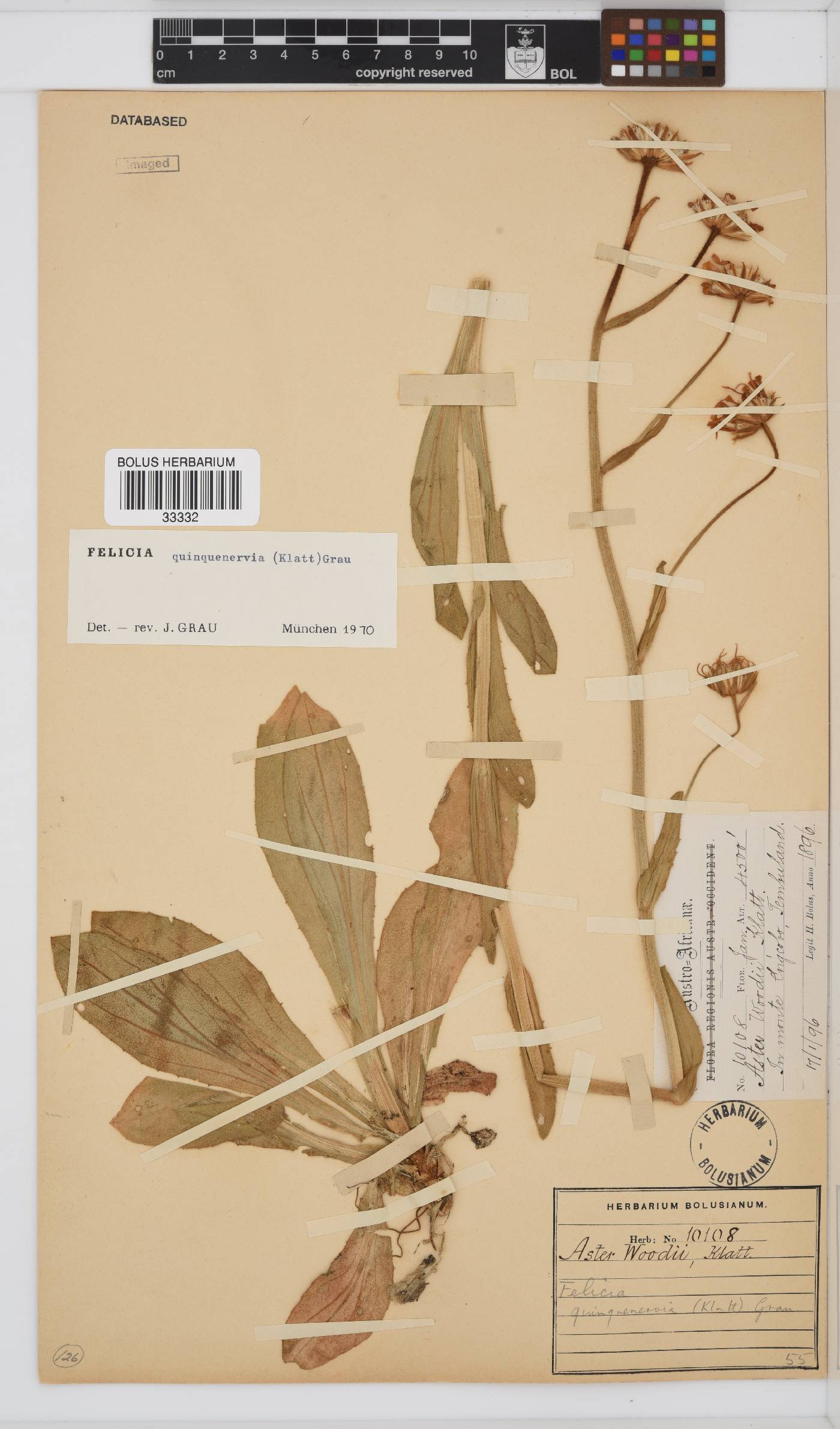 Felicia quinquenervia image
