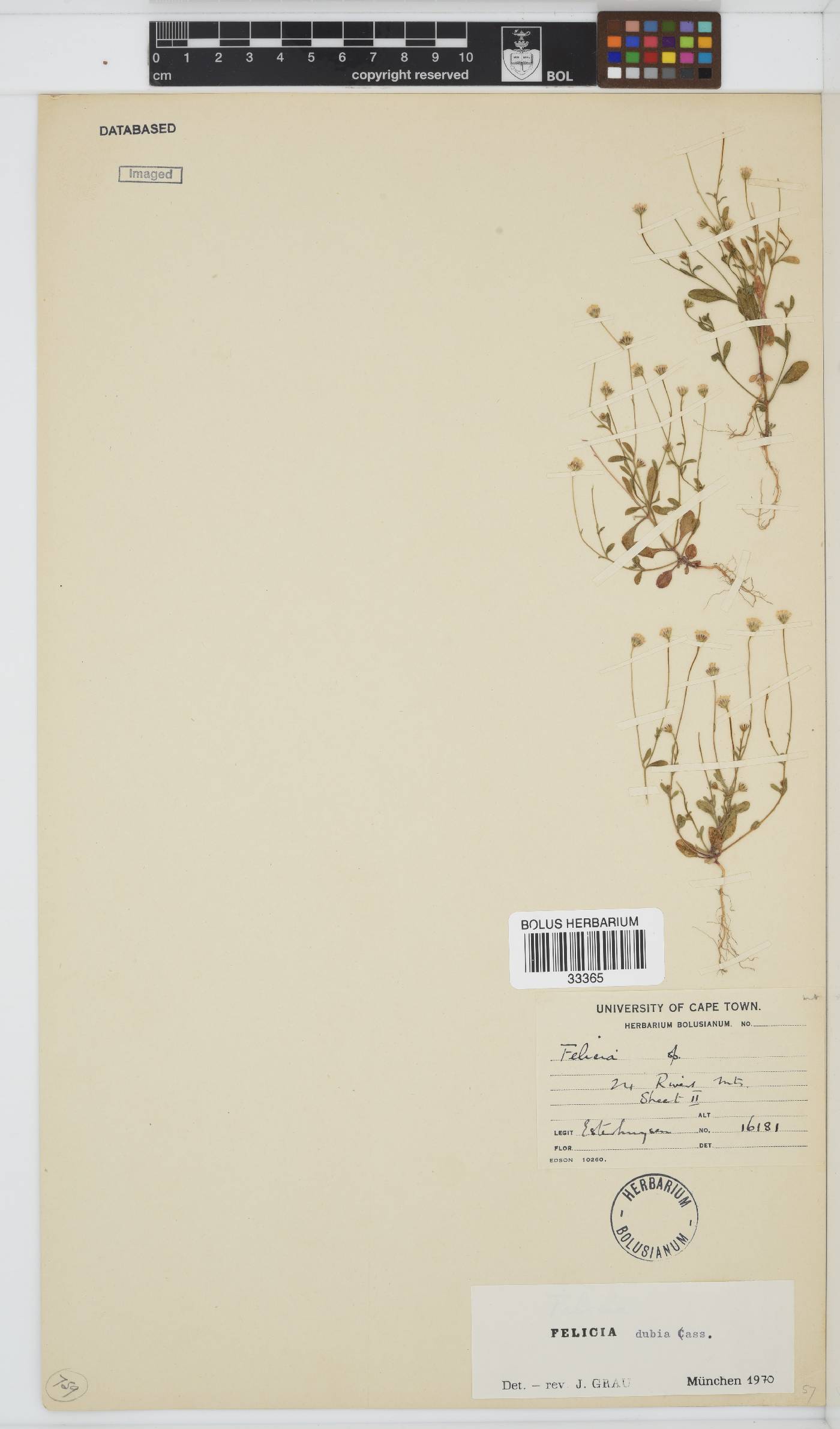 Felicia dubia image