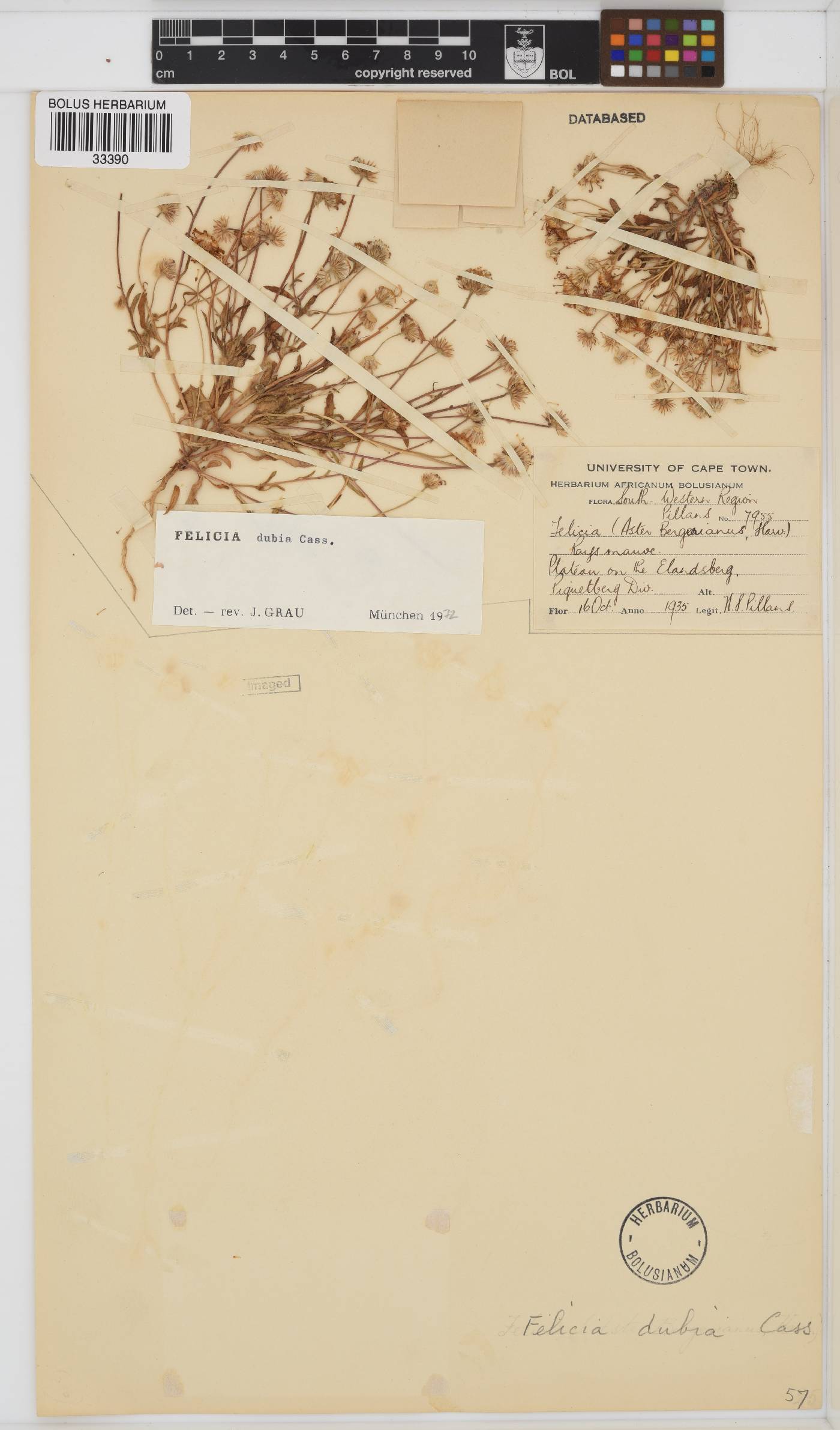 Felicia dubia image