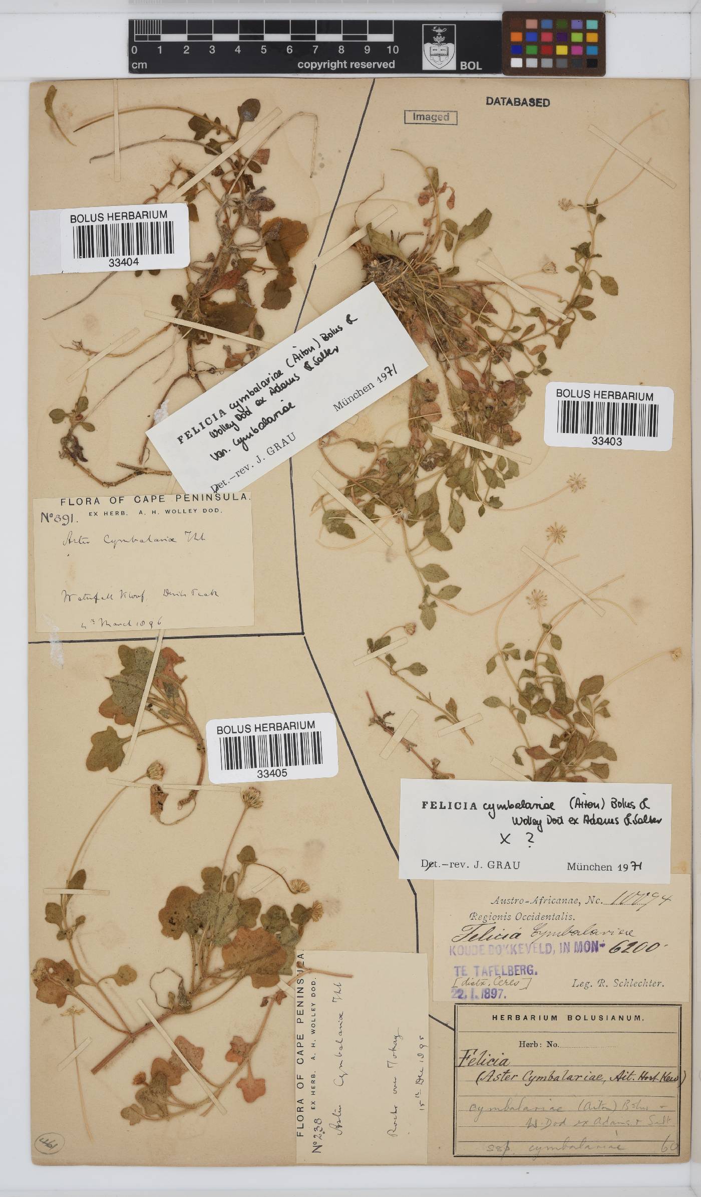 Felicia cymbalariae subsp. cymbalariae image