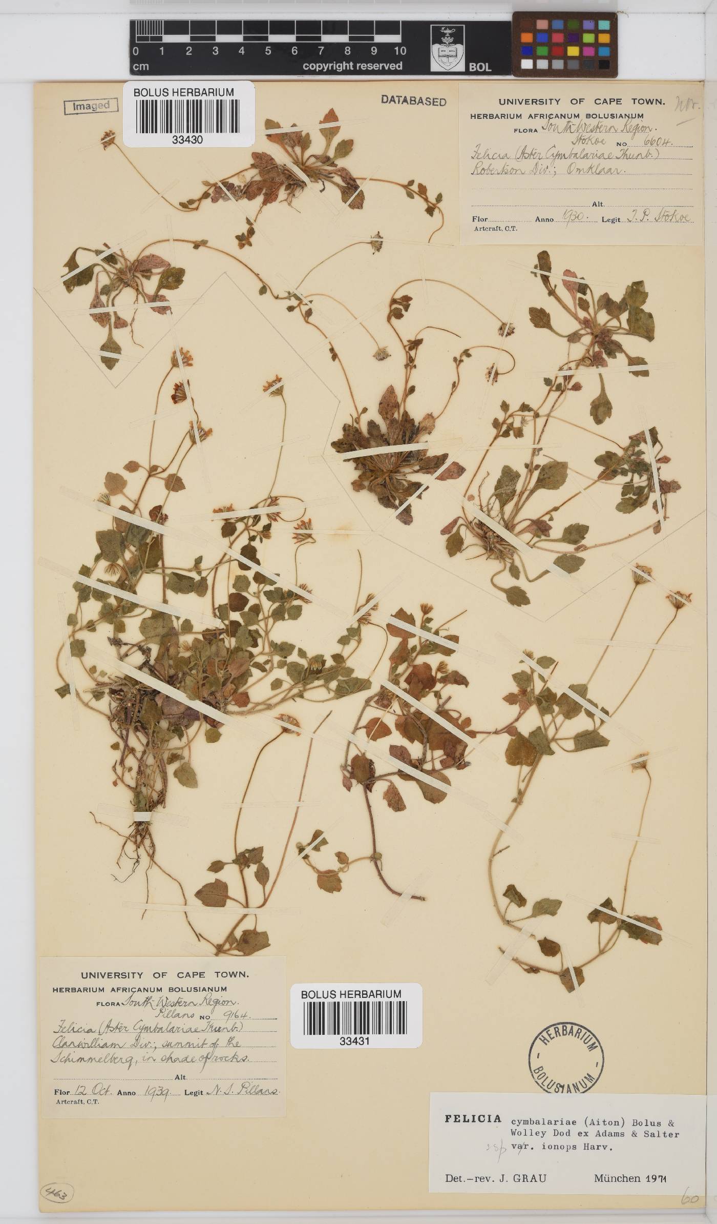 Felicia cymbalariae subsp. ionops image