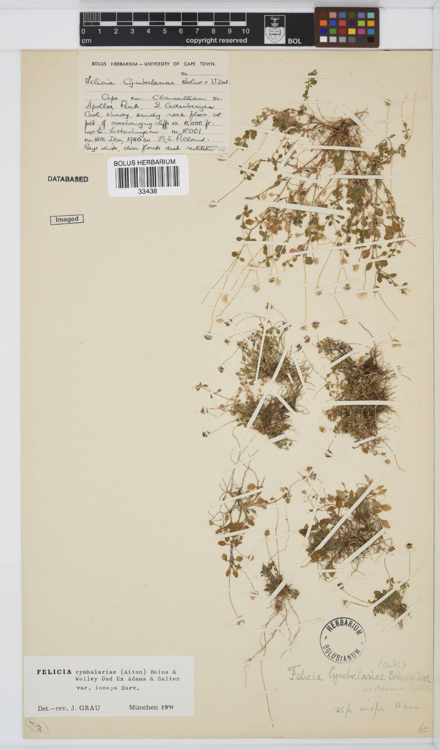 Felicia cymbalariae subsp. ionops image