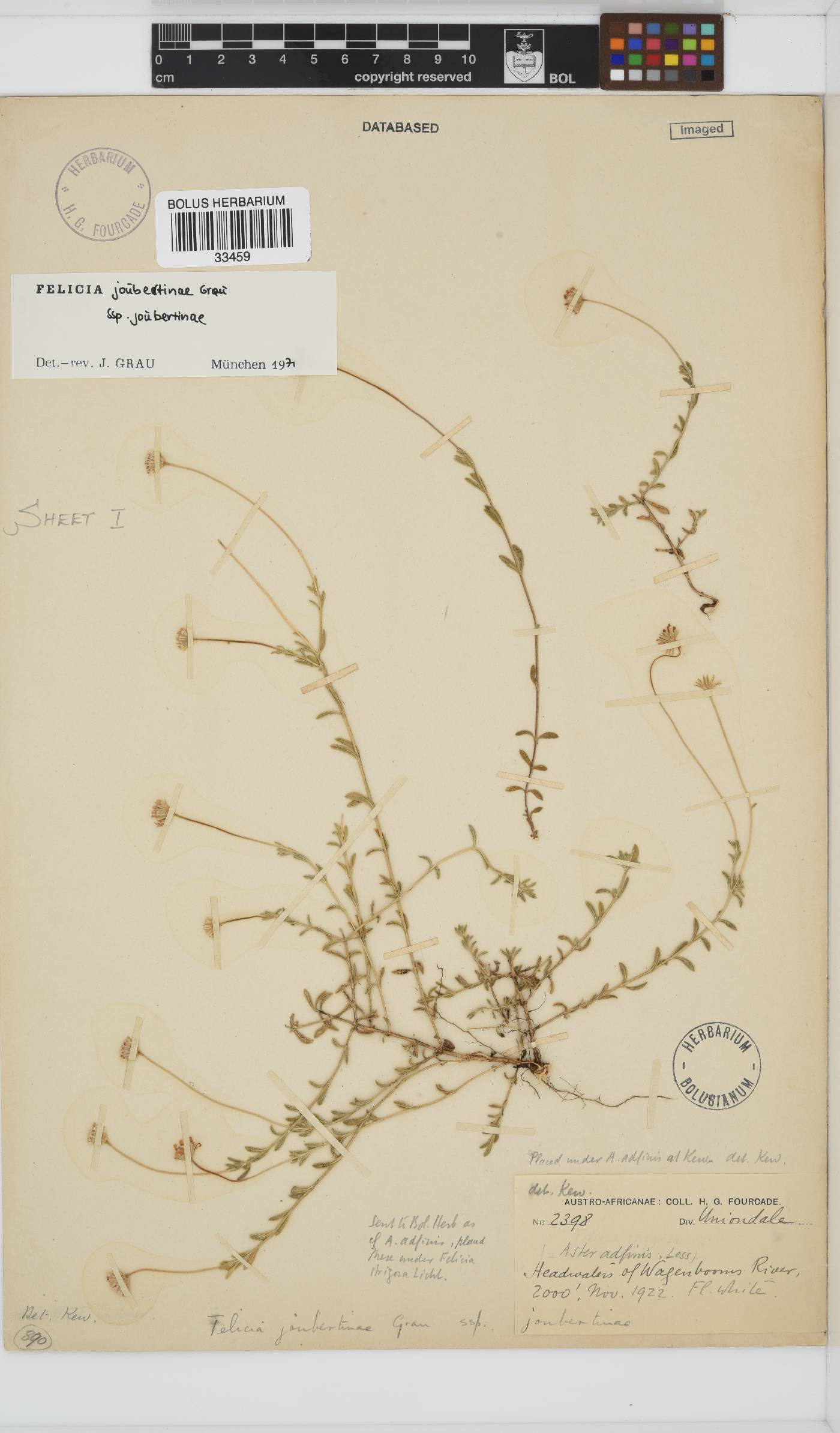 Felicia zeyheri subsp. zeyheri image