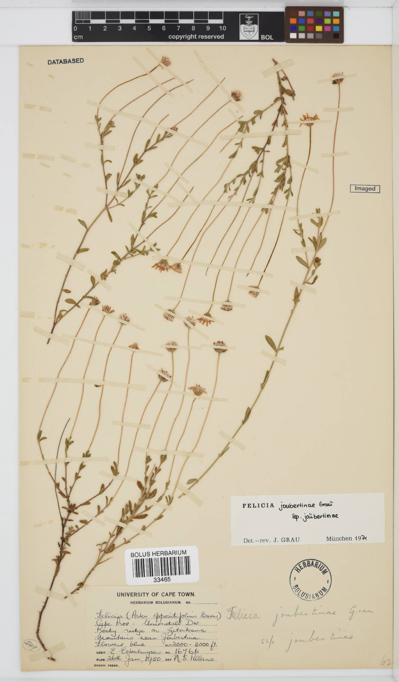 Felicia zeyheri subsp. zeyheri image