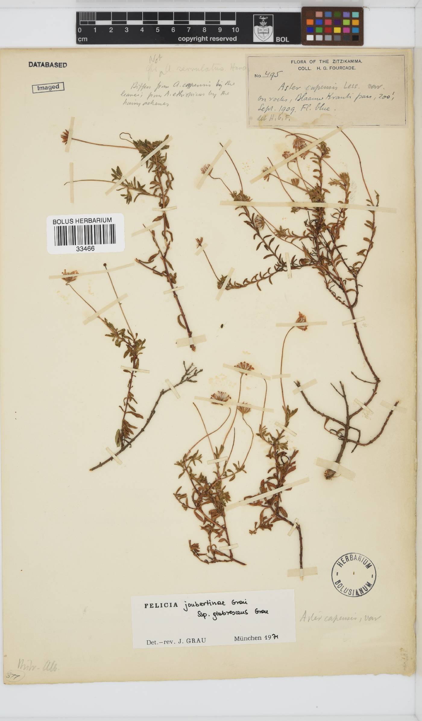 Felicia joubertinae subsp. glabrescens image