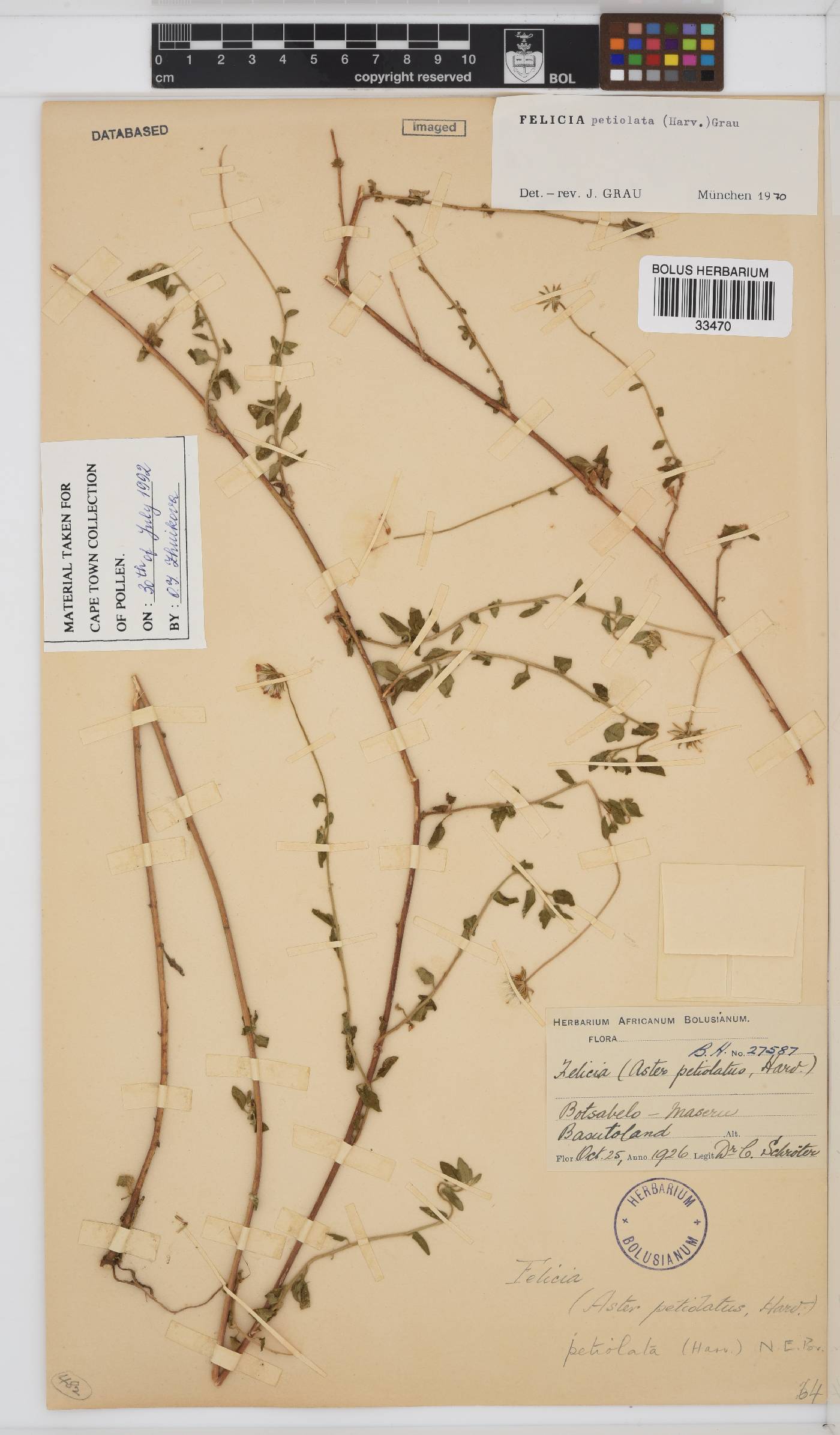 Felicia petiolata image