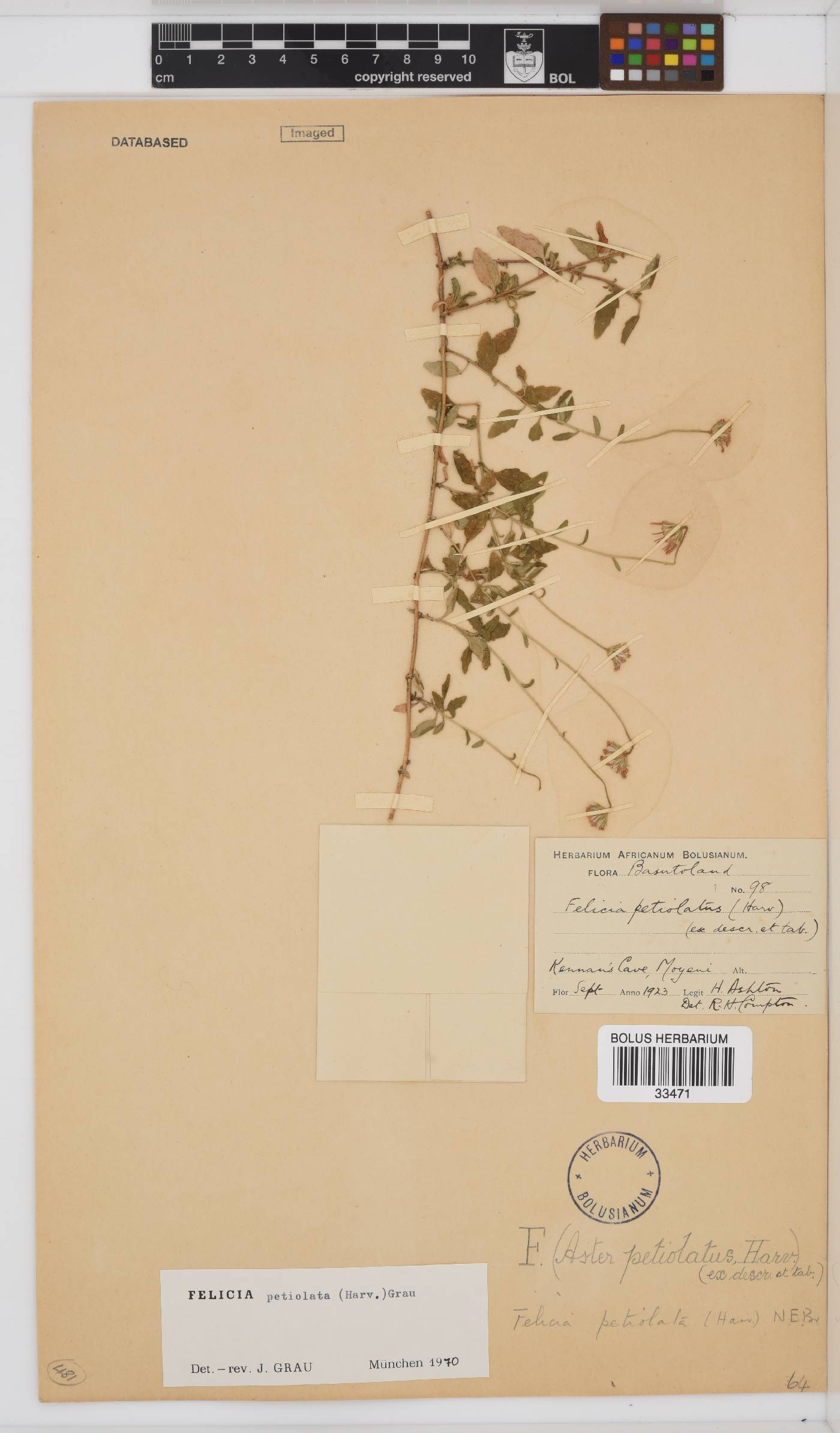 Felicia petiolata image