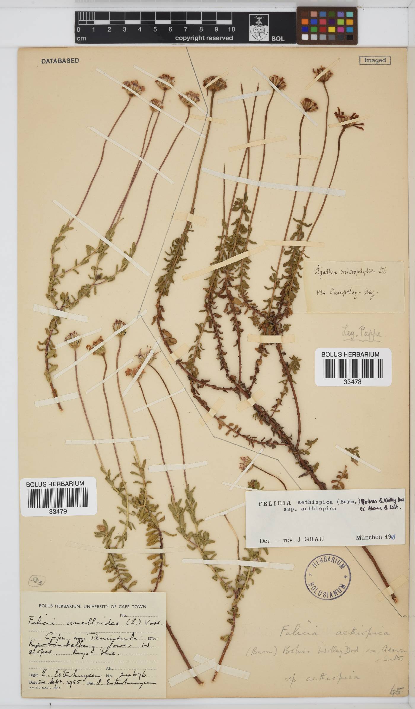 Felicia aethiopica subsp. aethiopica image