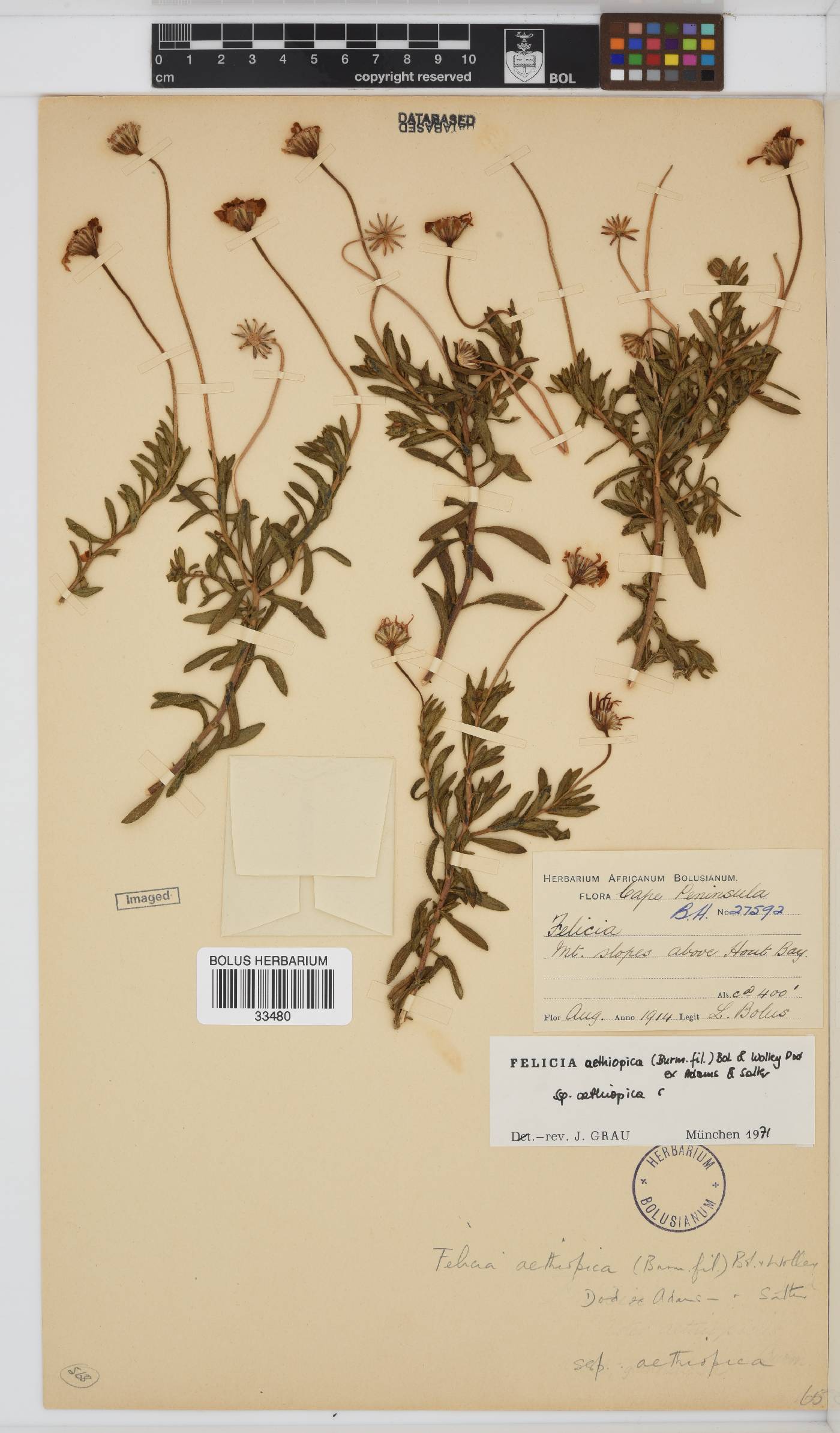 Felicia aethiopica image