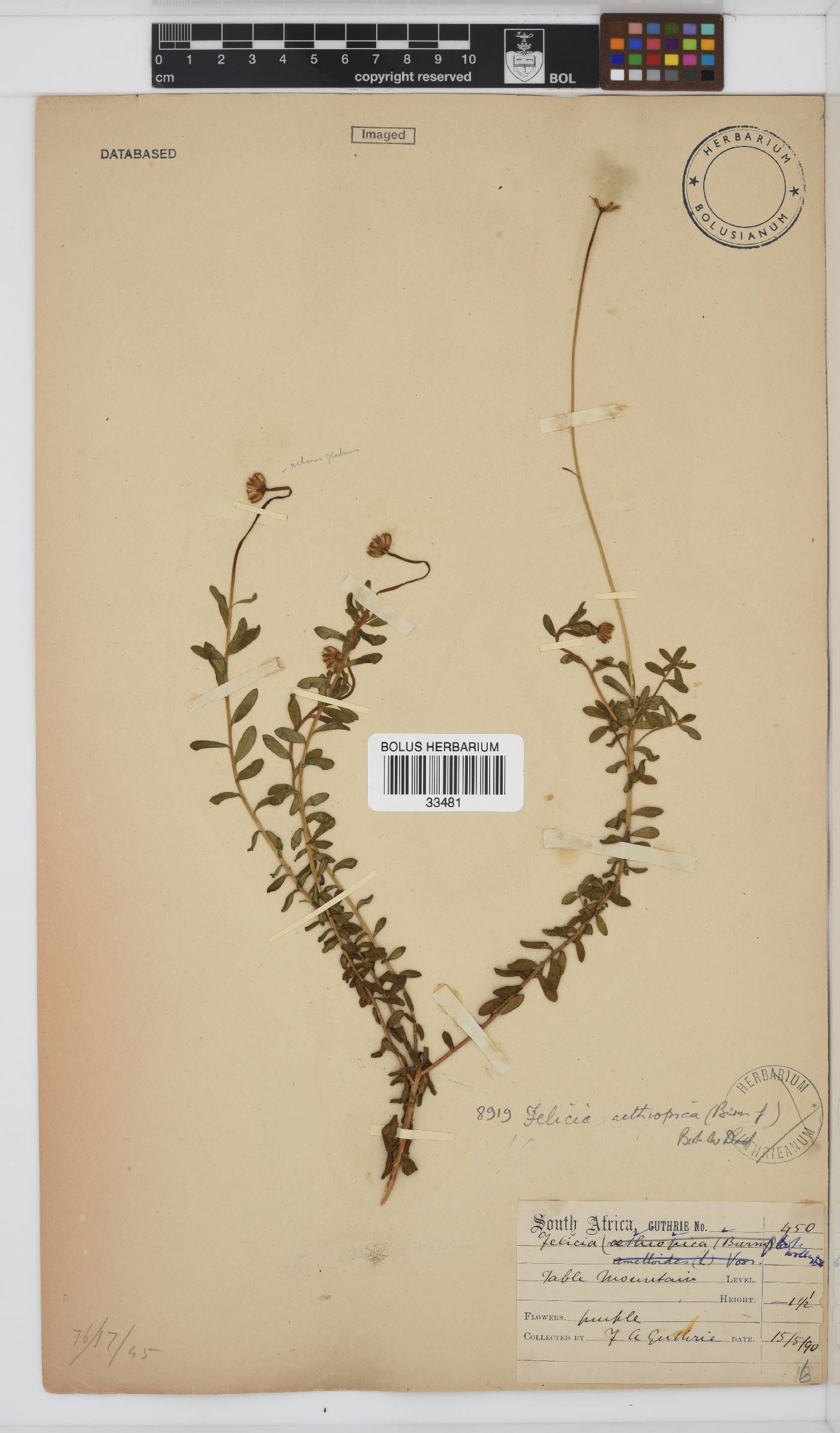 Felicia aethiopica image