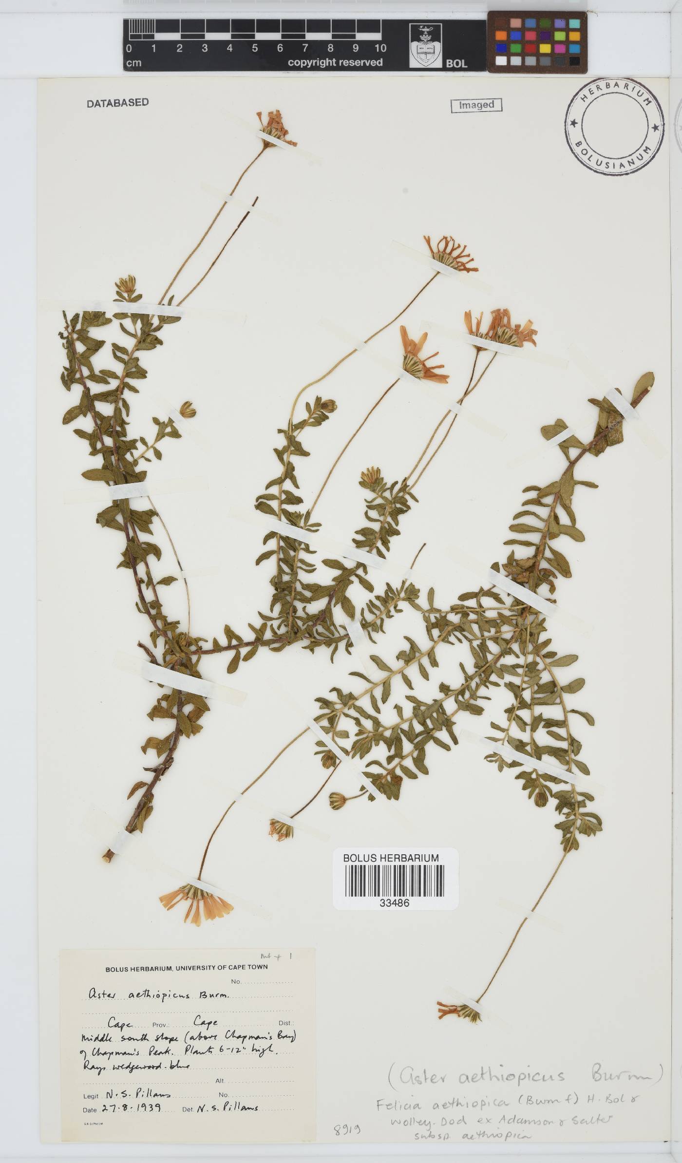 Felicia aethiopica subsp. aethiopica image