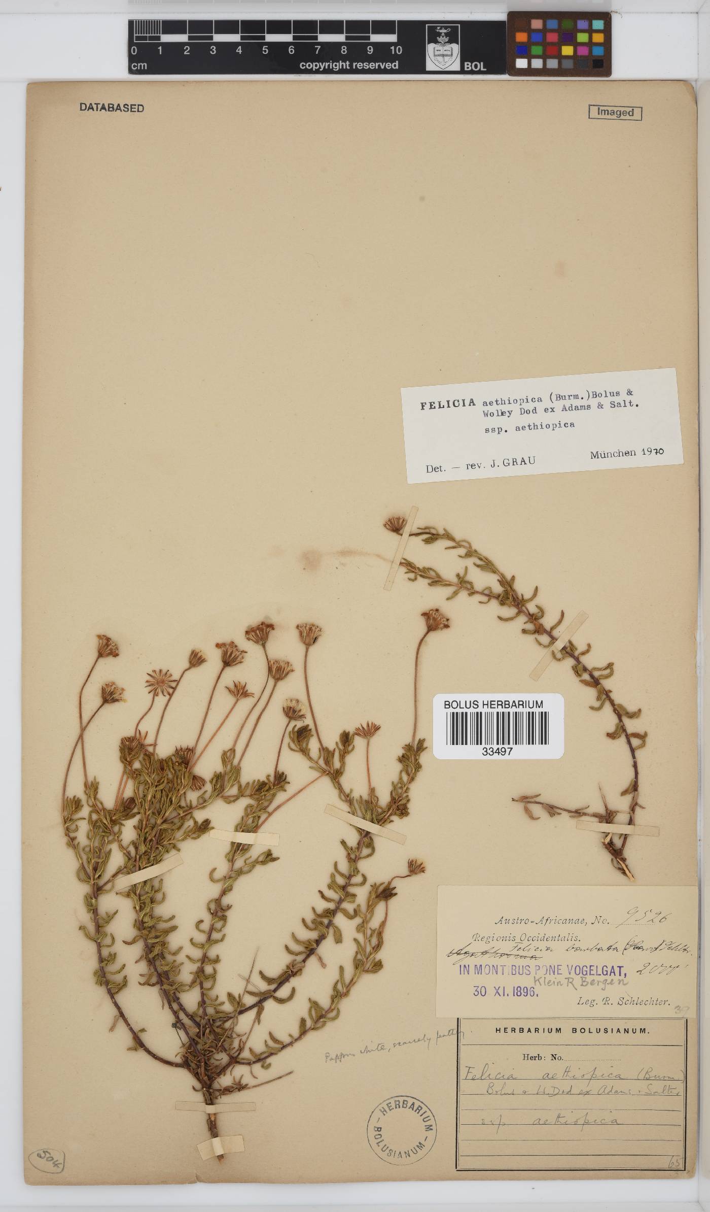 Felicia aethiopica subsp. aethiopica image