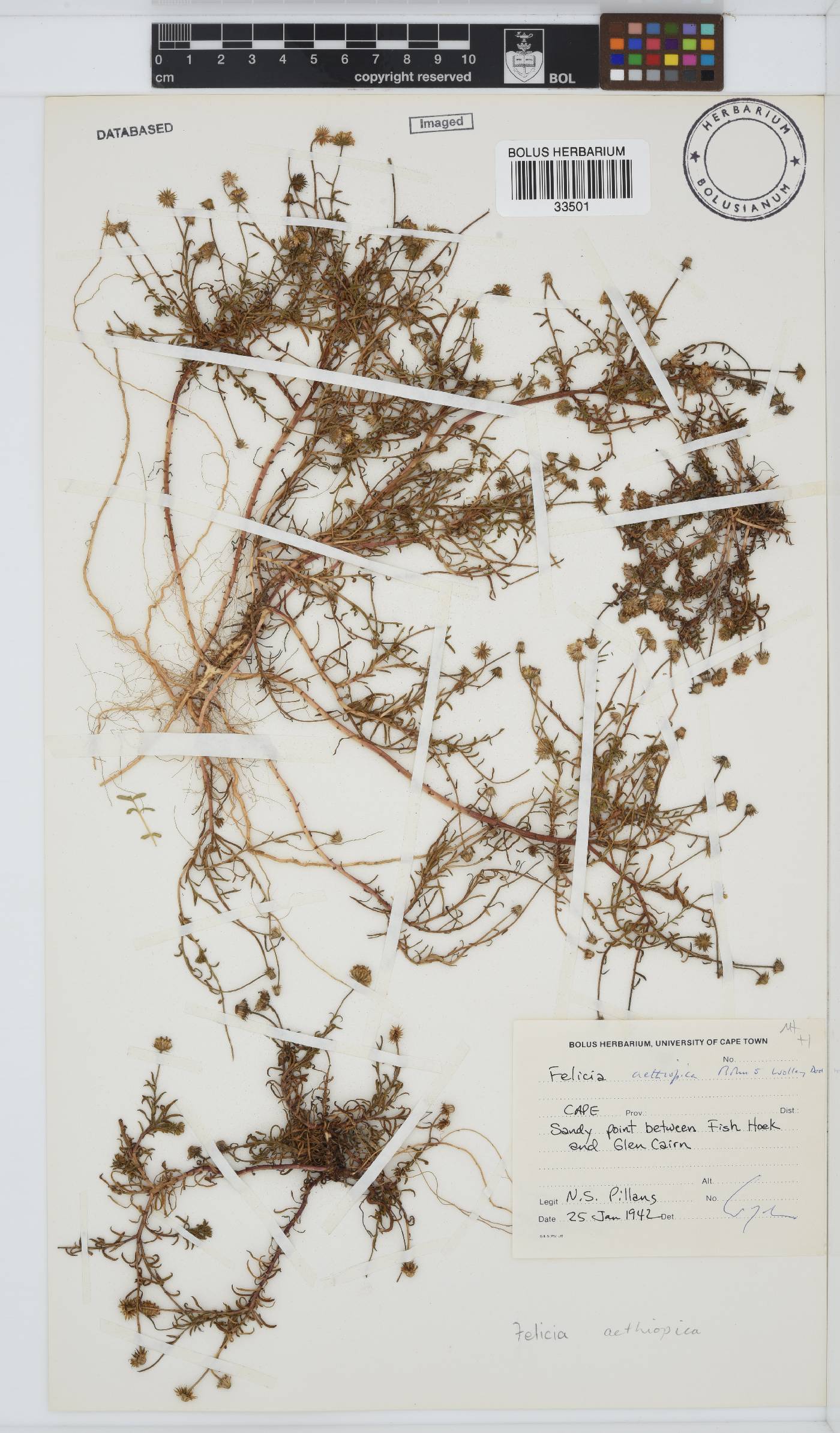 Felicia aethiopica image