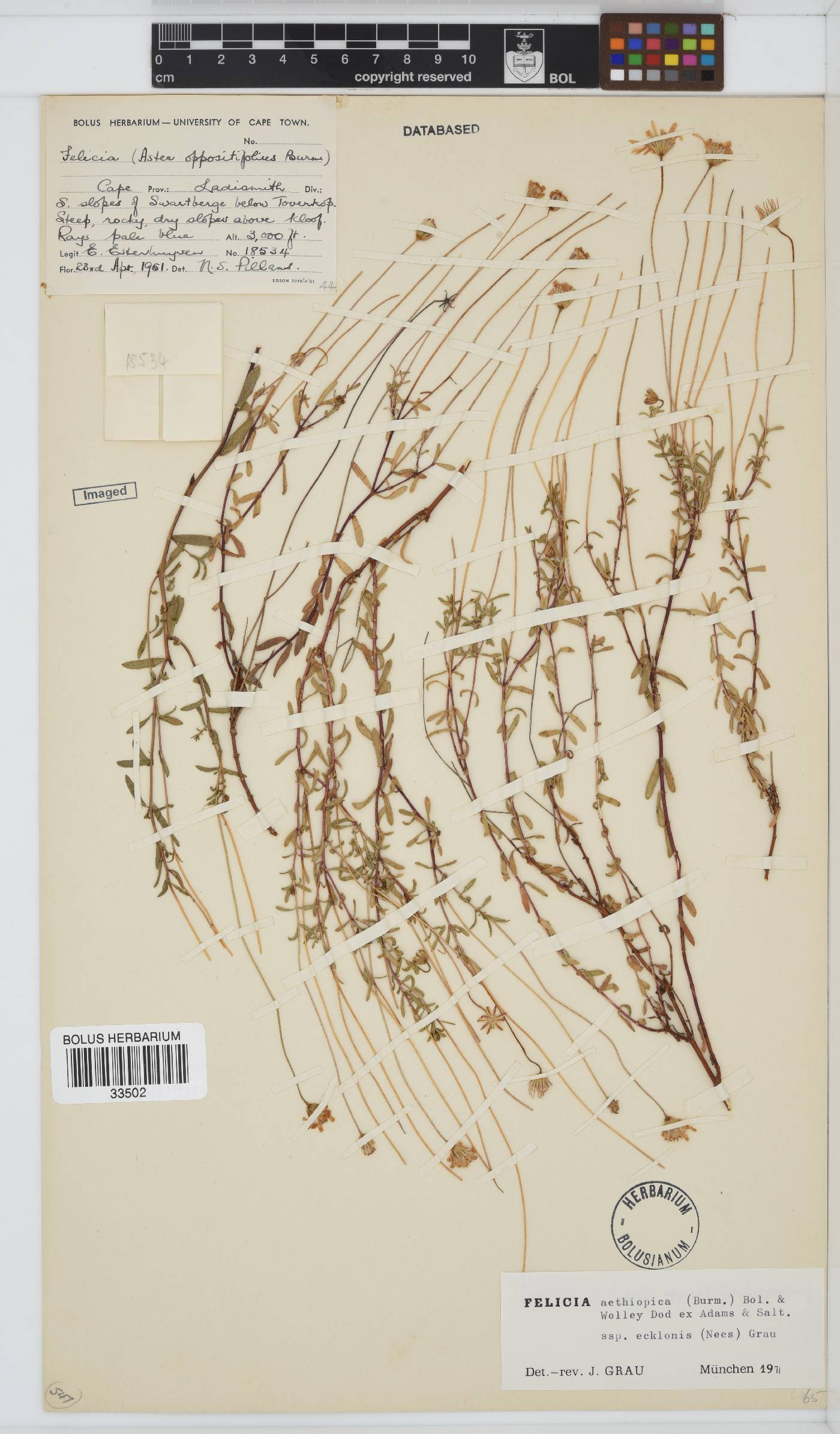 Felicia aethiopica image