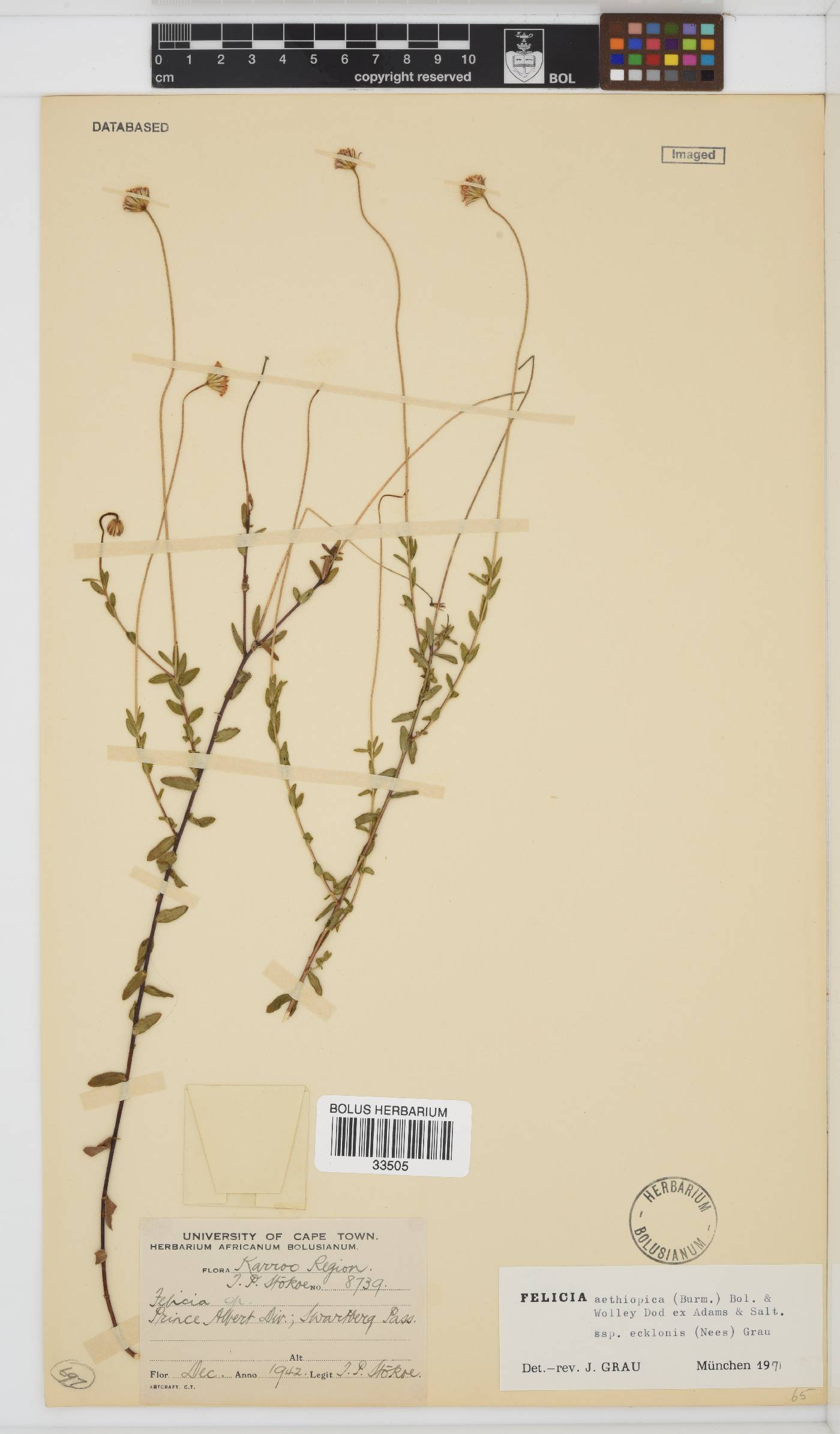 Felicia aethiopica subsp. ecklonis image