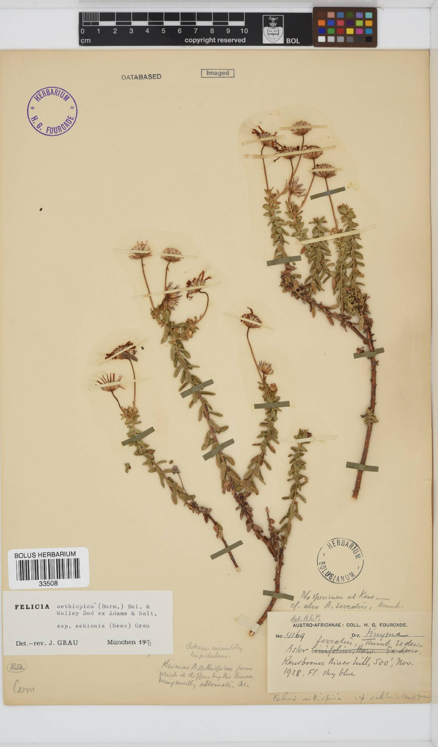 Felicia aethiopica subsp. ecklonis image