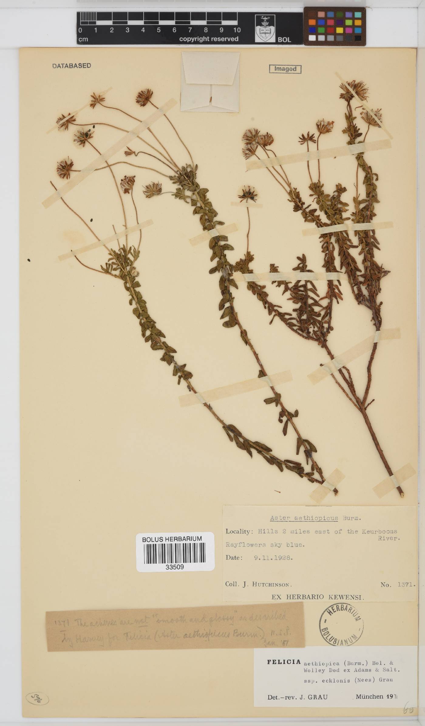 Felicia aethiopica subsp. ecklonis image